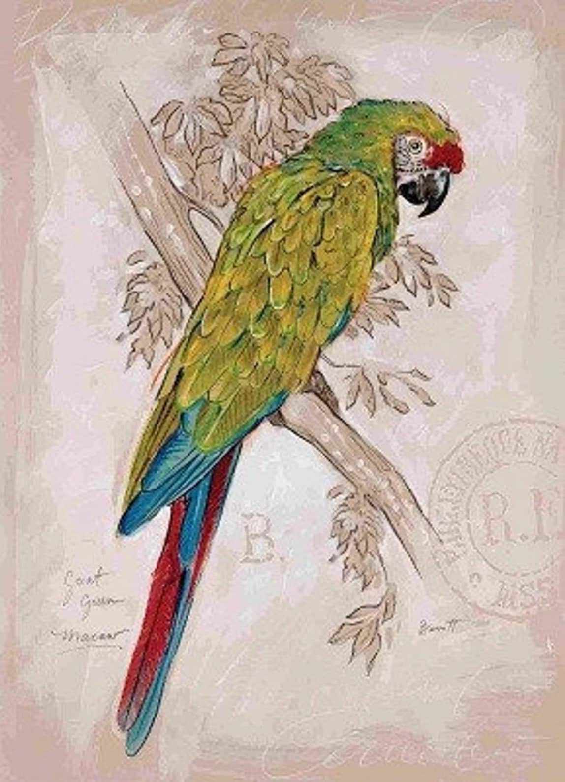 Parrot - Decorative Decoupage Paper - for Furniture - Large Size Options [ Colorful ]