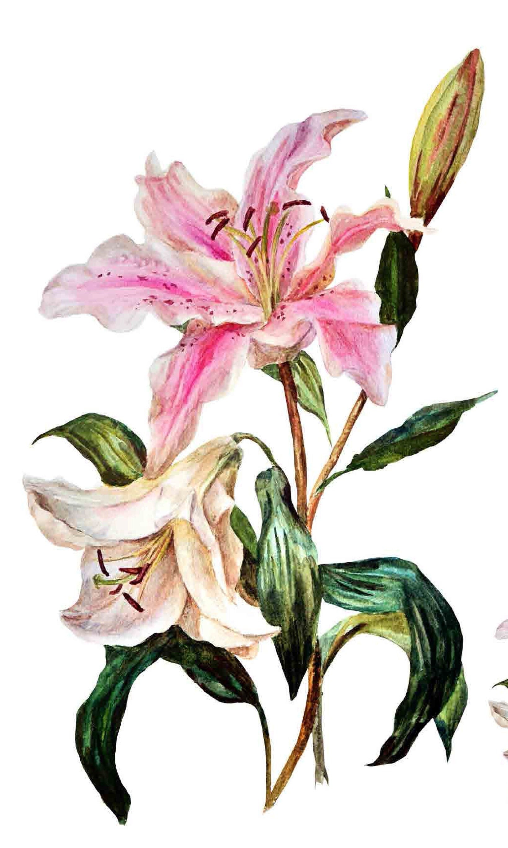Lily Floral Decoupage Paper - Large Furniture Rice Paper