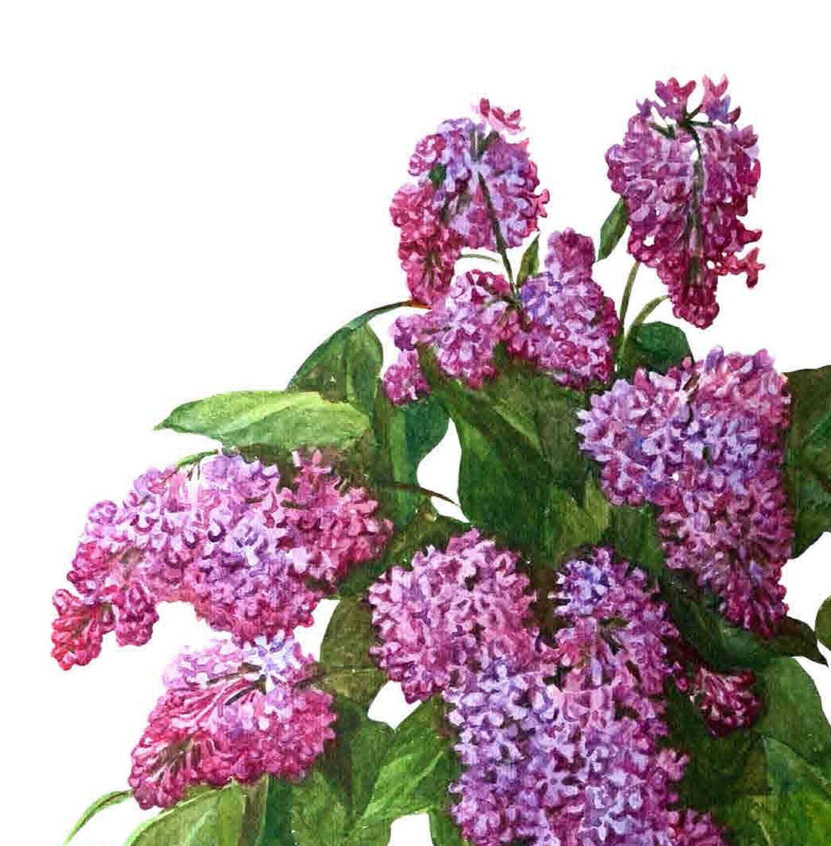 Purple Budleia - Scrophulariaceae - Flowers - Floral Decoupage - Large Decoupage Paper for Furniture - Rice Paper for Decoupage