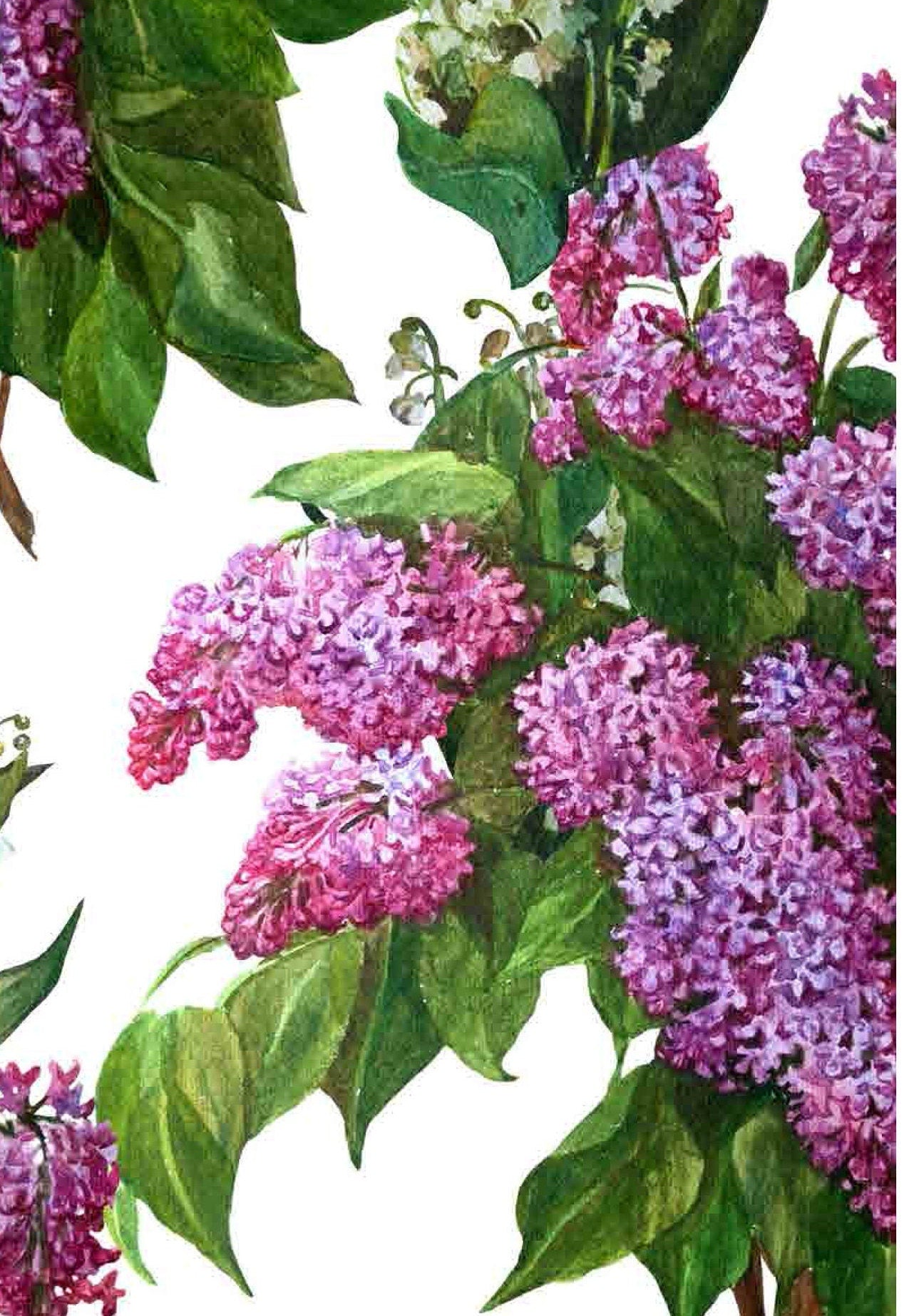 Purple Budleia - Scrophulariaceae - Flowers - Floral Decoupage - Large Decoupage Paper for Furniture - Rice Paper for Decoupage