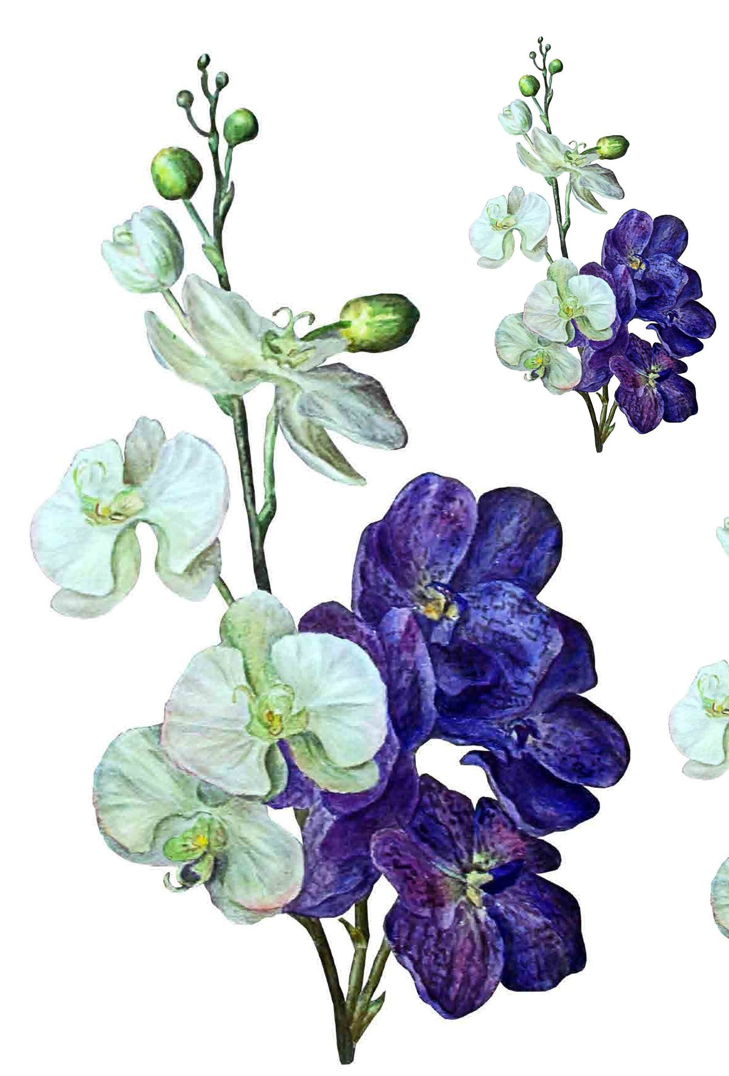 Delphinium - Ranunculaceae - Flowers - Floral Decoupage - Large Decoupage Paper for Furniture - Rice Paper for Decoupage