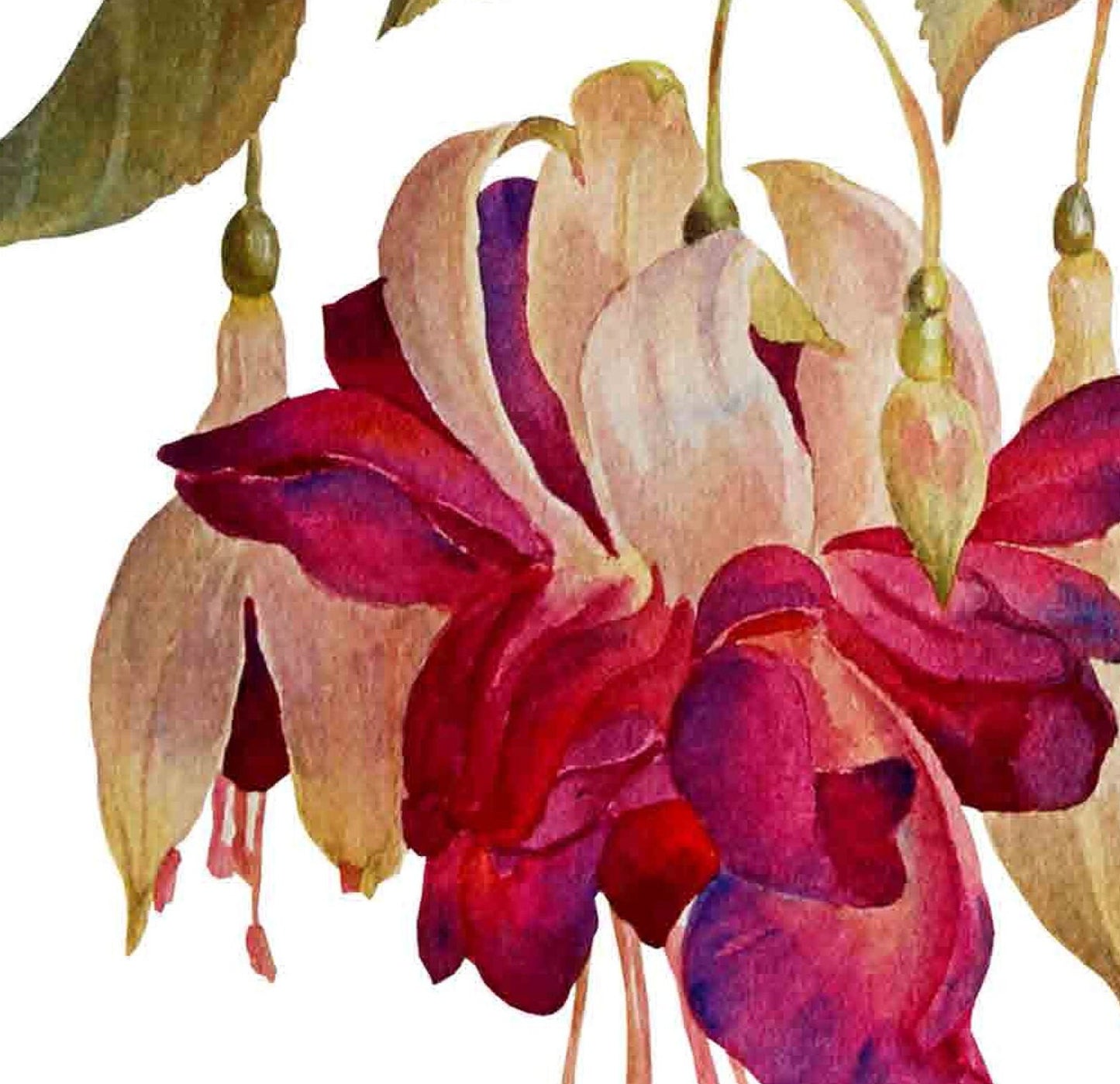 Fuchsia Hybrida - Flowers - Floral Decoupage - Large Decoupage Paper for Furniture - Rice Paper for Decoupage