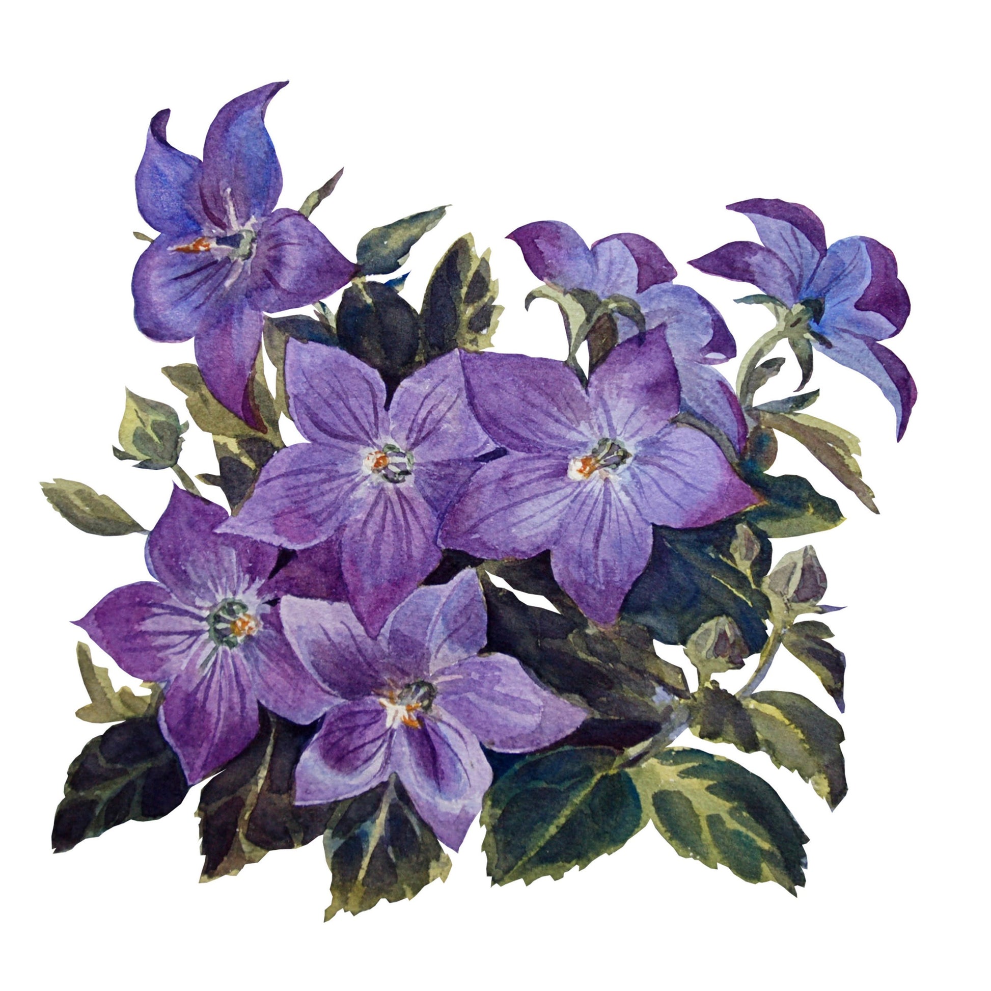 Purple Balloon Flower - Watercolor Flowers - Decoupage Paper for Furniture - Floral Craft Paper - Tissue Paper - Rice Paper Decoupage
