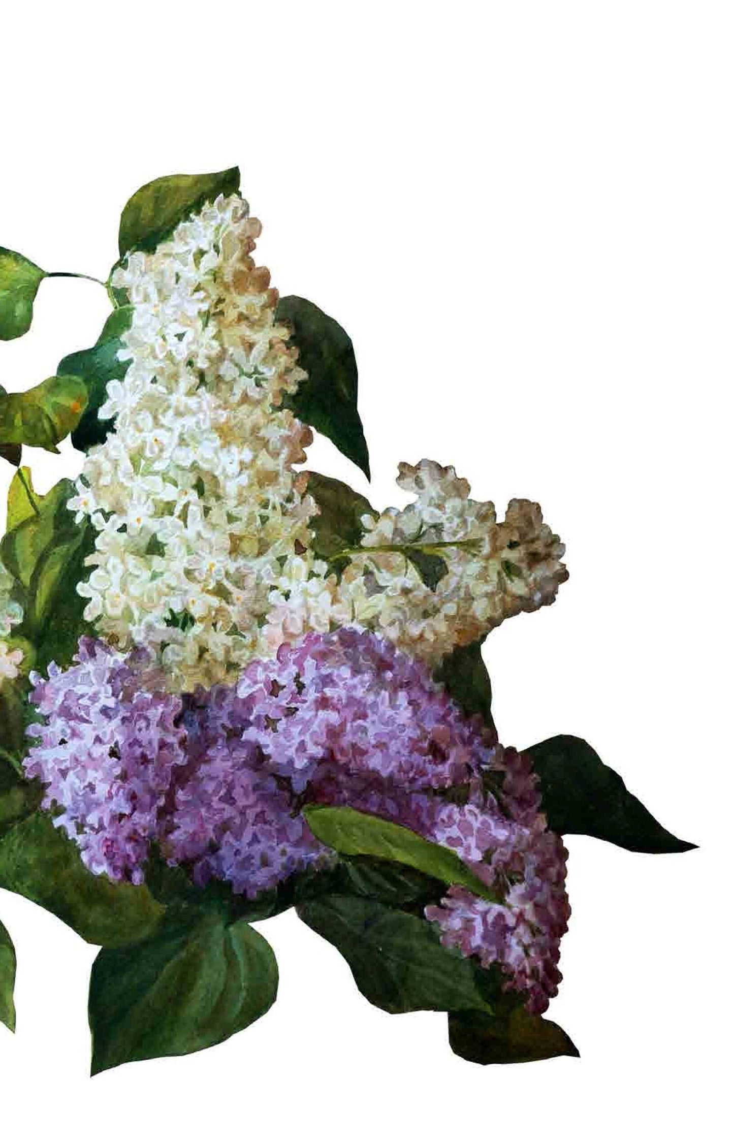 White Lilac - Flowers - Floral Decoupage - Large Decoupage Paper for Furniture - Rice Paper for Decoupage