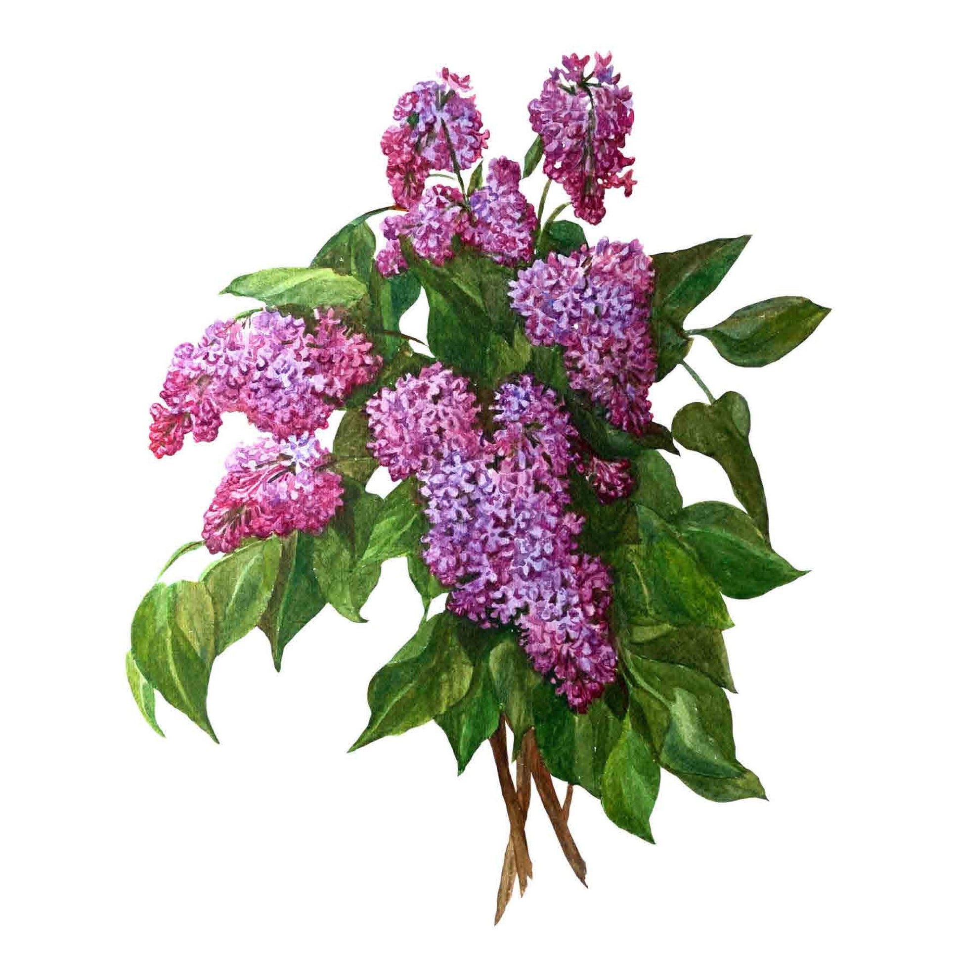 Purple Budleia - Scrophulariaceae - Flowers - Floral Decoupage - Large Decoupage Paper for Furniture - Rice Paper for Decoupage