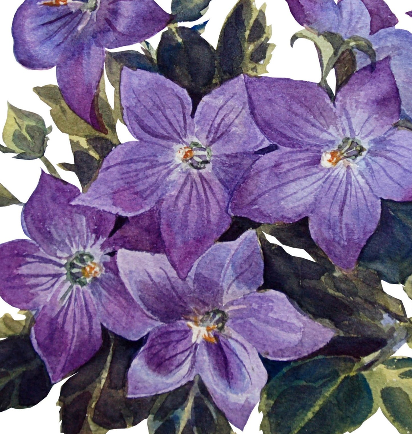 Purple Balloon Flower - Watercolor Flowers - Decoupage Paper for Furniture - Floral Craft Paper - Tissue Paper - Rice Paper Decoupage