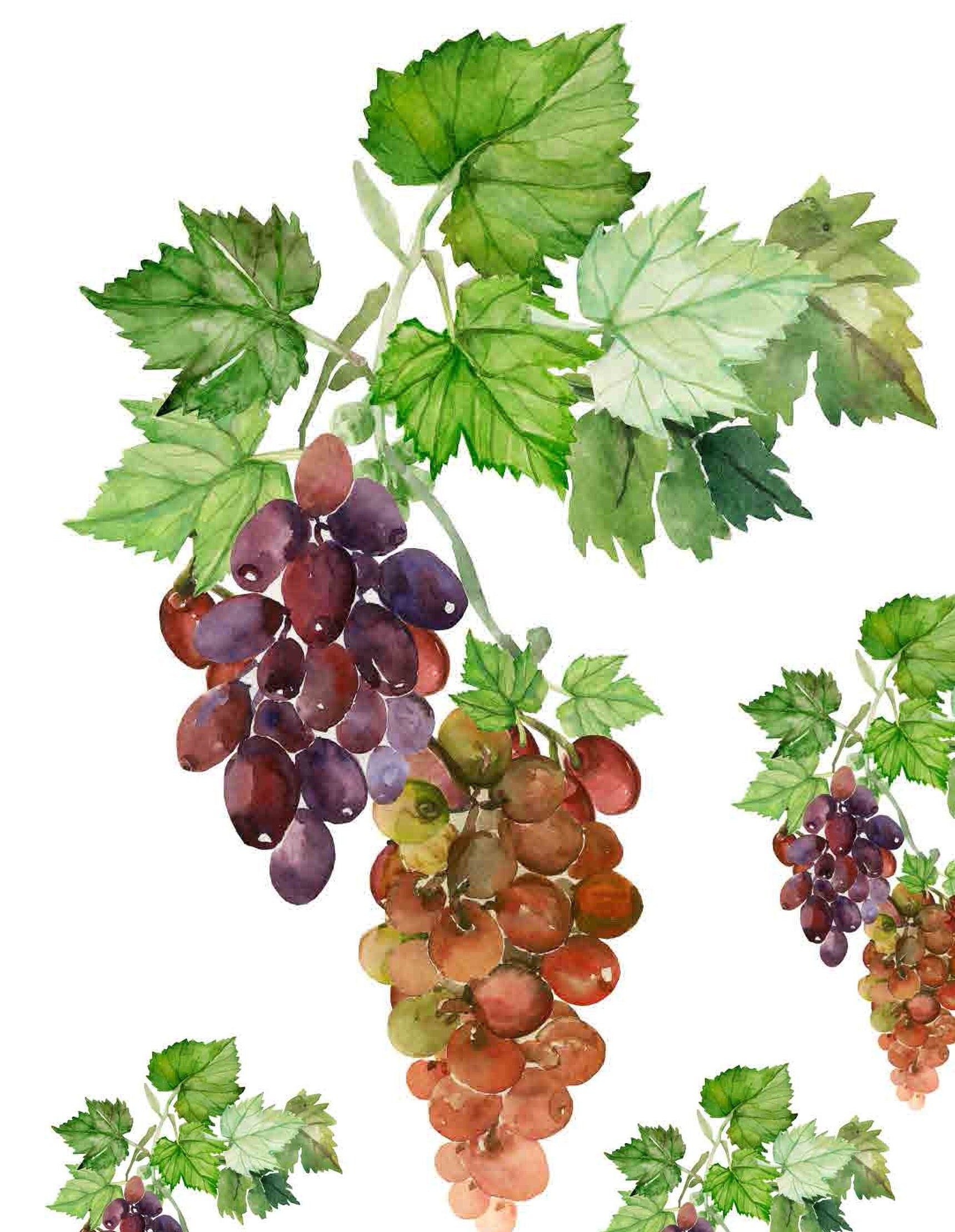 Pastel Grapes Rice Paper - Decoupage Paper for Furniture