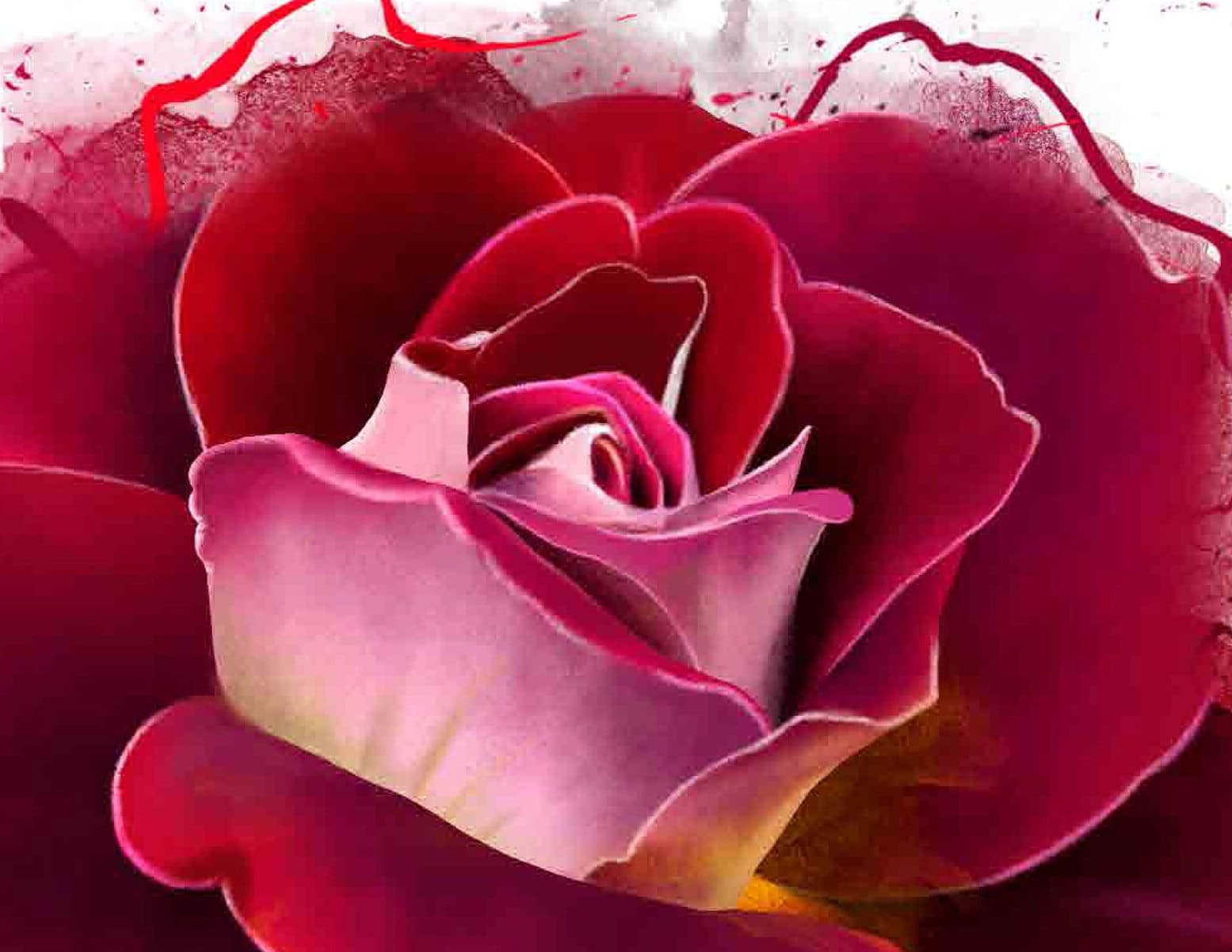 Red Rose - Watercolor Floral Rice Paper - Vintage Decoupage Paper for Furniture - Large Flowers Decoupage Paper