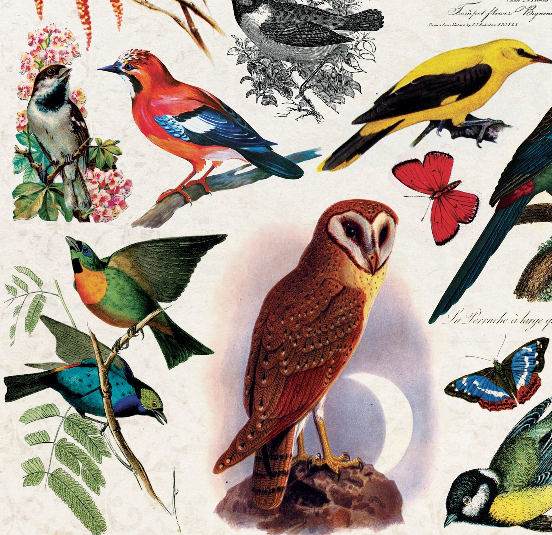 Birds Vintage Decoupage Paper - Decoupage Art - Large Size Rice Paper for Decoupage - A3 A2 A1