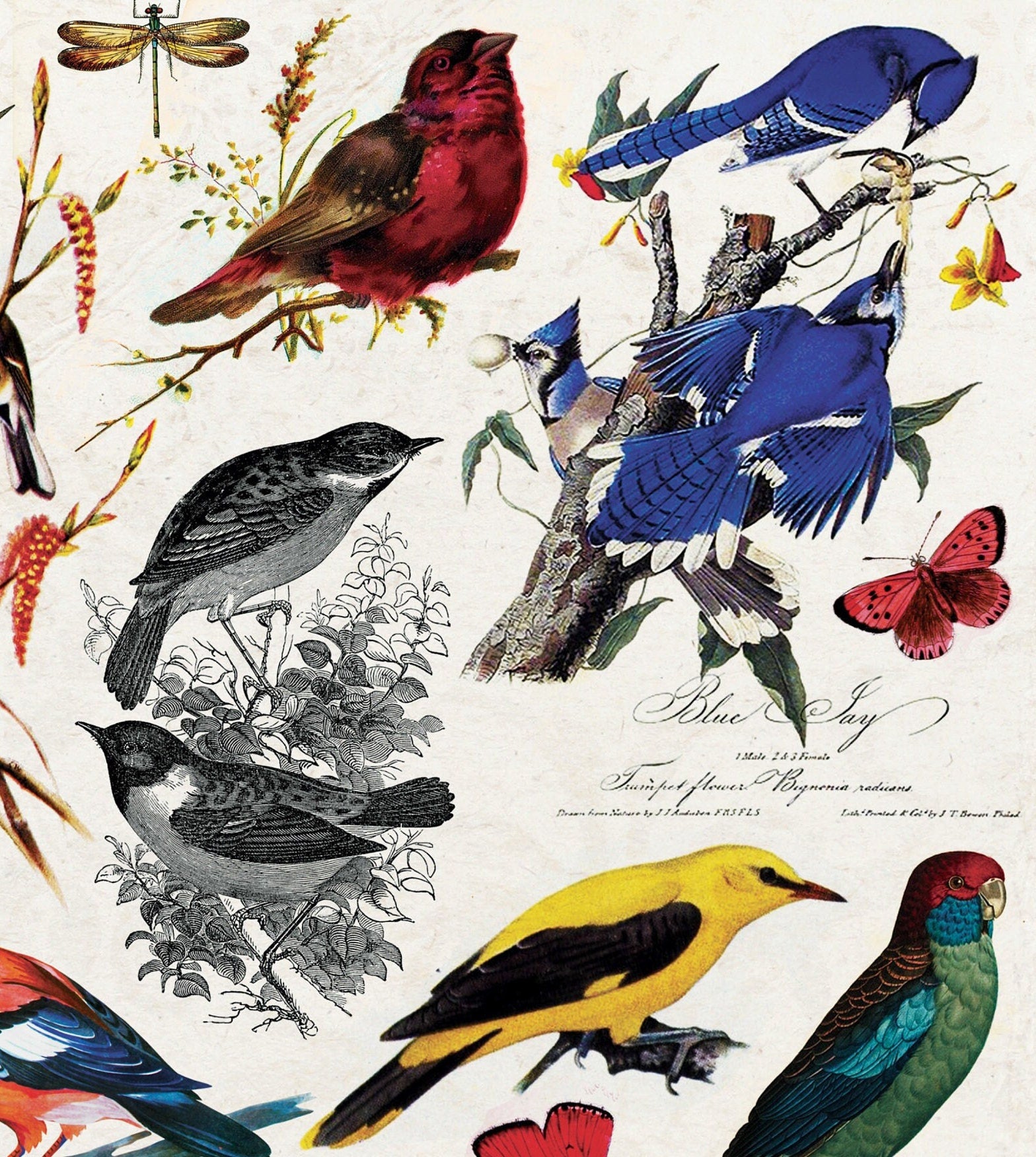 Birds Vintage Decoupage Paper - Decoupage Art - Large Size Rice Paper for Decoupage - A3 A2 A1