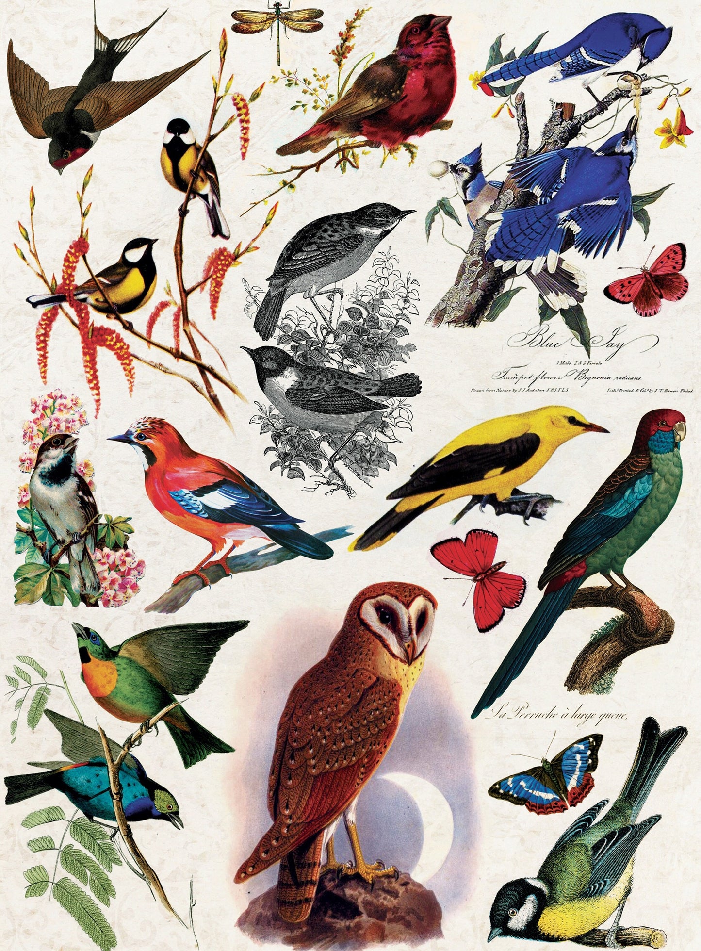 Birds Vintage Decoupage Paper - Decoupage Art - Large Size Rice Paper for Decoupage - A3 A2 A1