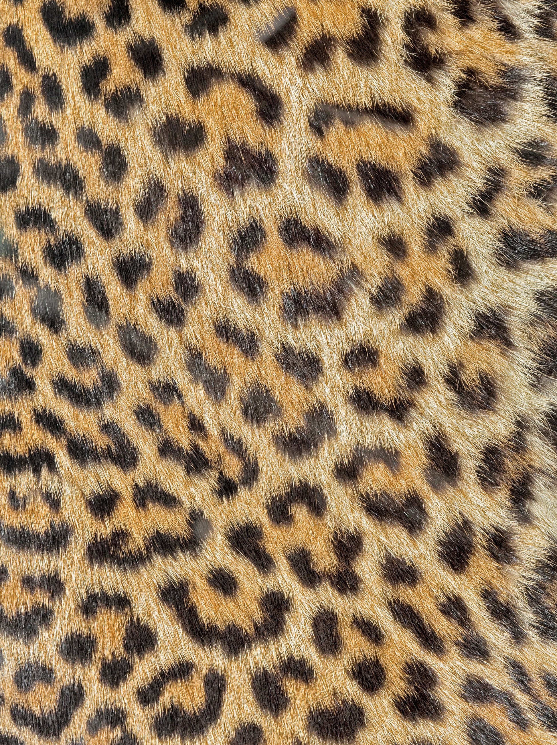Leopard Decoupage Paper - Decoupage Art - Large Size Rice Paper for Decoupage - A3 A2 A1 A0