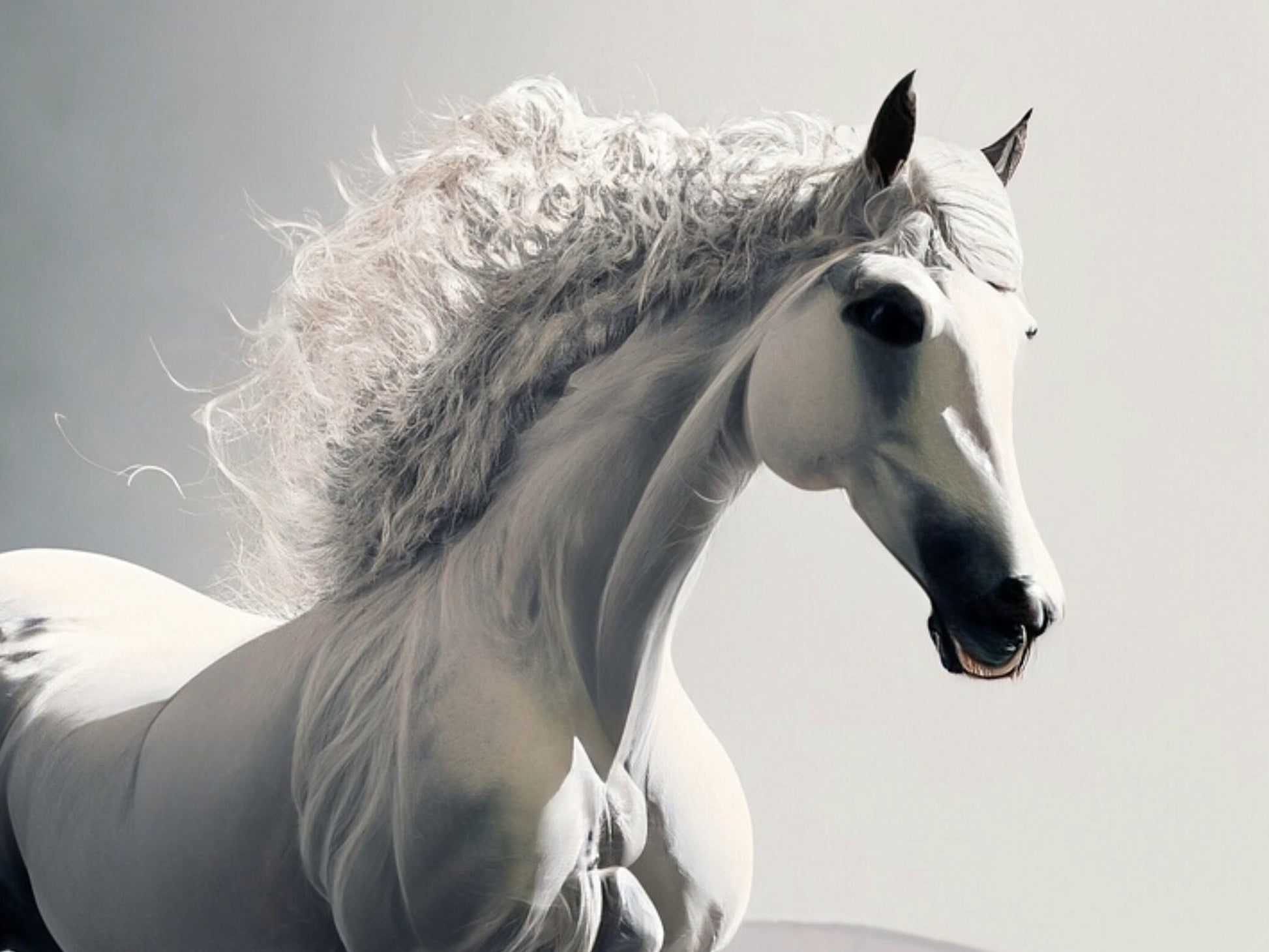 Decoupage Paper for Furniture - Rice Paper - Decoupage Paper - White Horse
