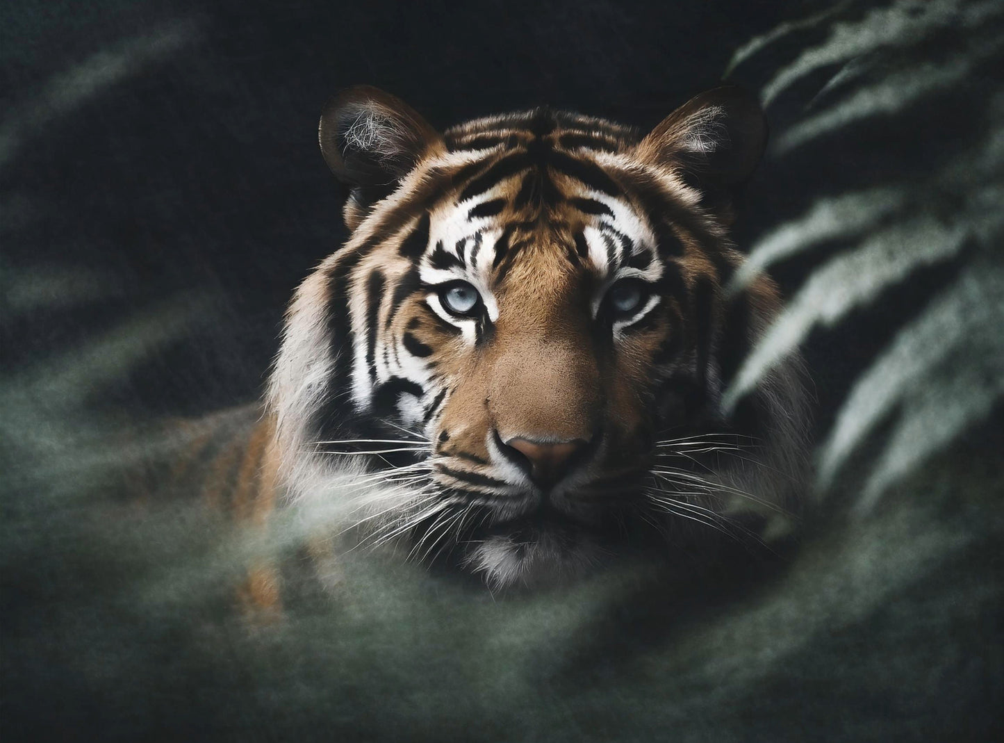 tiger rice paper decoupage
