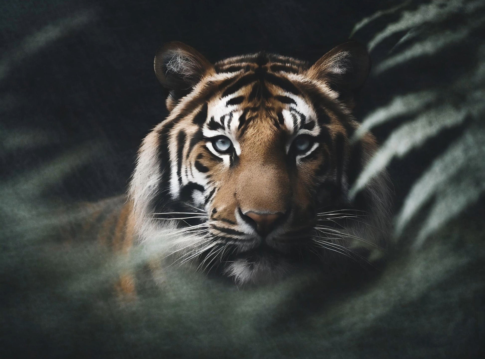 tiger rice paper decoupage