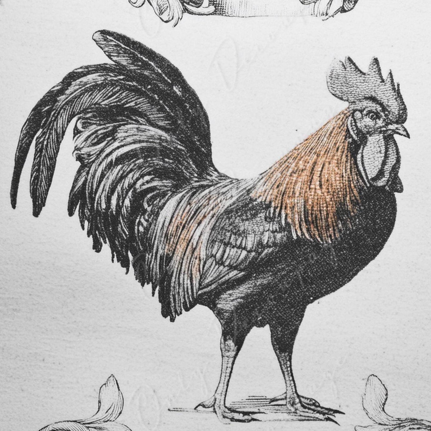 Large Decoupage Paper for Furniture - Monochrome Rooster - Rice Paper - Decoupage Paper