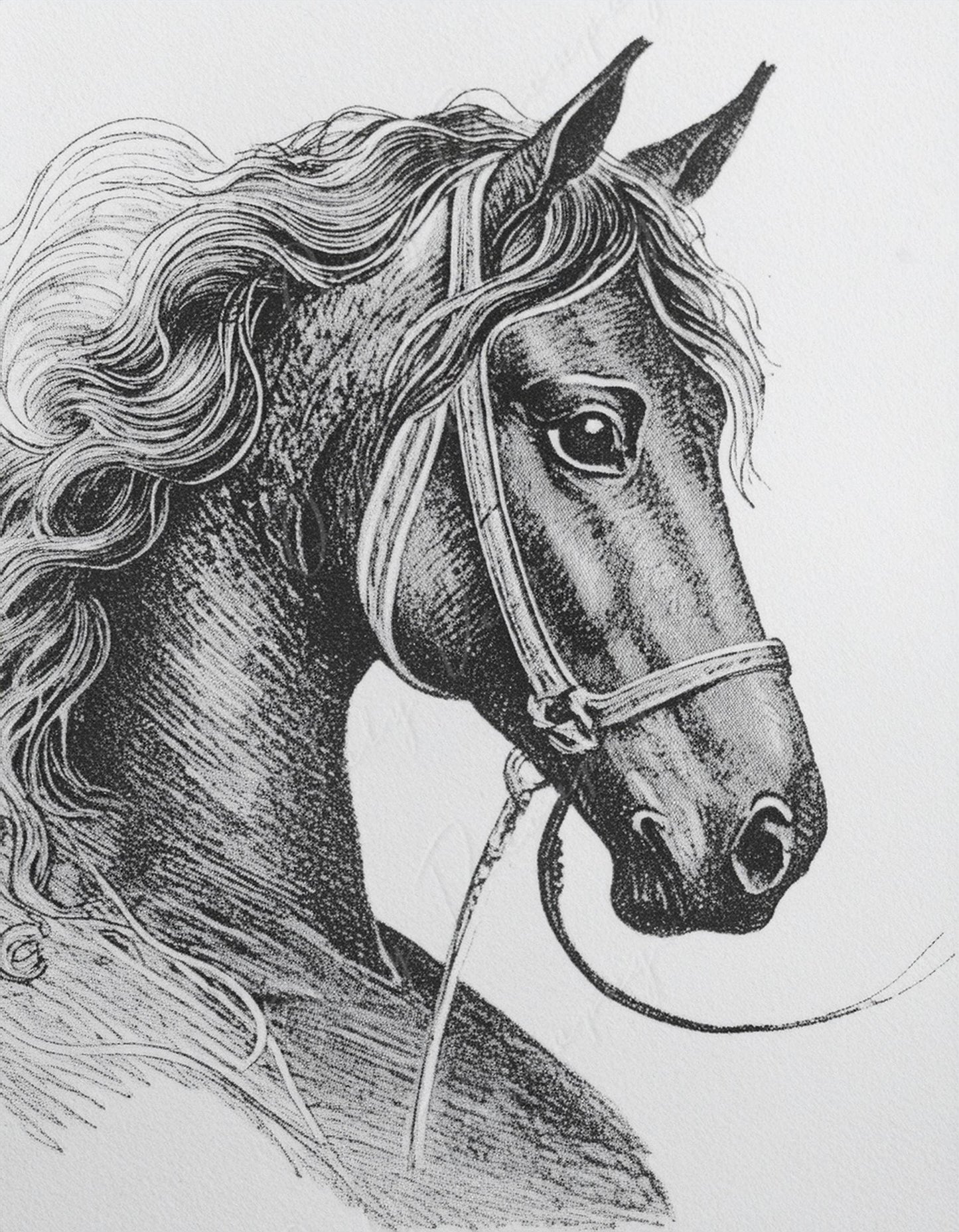 Large Decoupage Paper for Furniture - Horse Portrait - Rice Paper - Decoupage Paper - Black & White