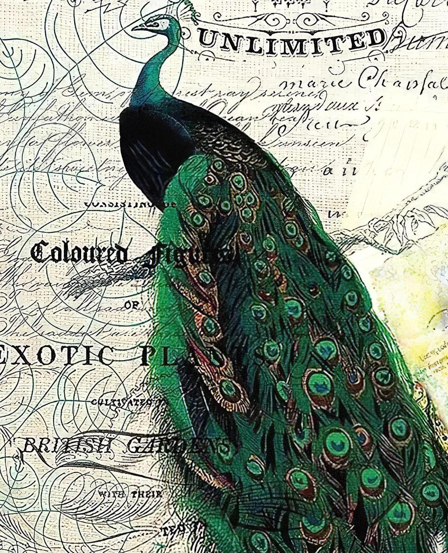 Peacock - Decorative Decoupage Paper - for Furniture - Big Size Options [ Green White ]