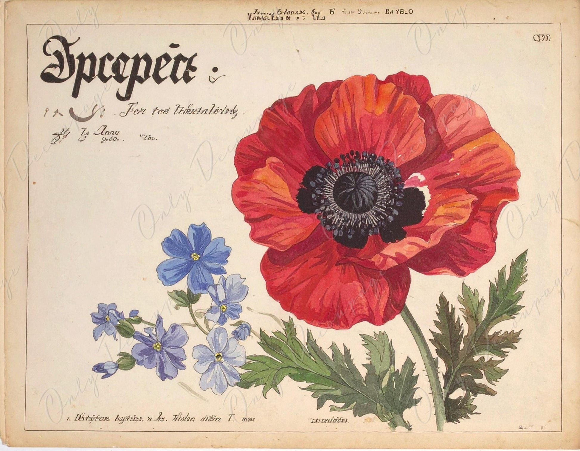 Botanical Art - 7 Size Options - Large Decoupage Paper for Furniture - Red Poppy