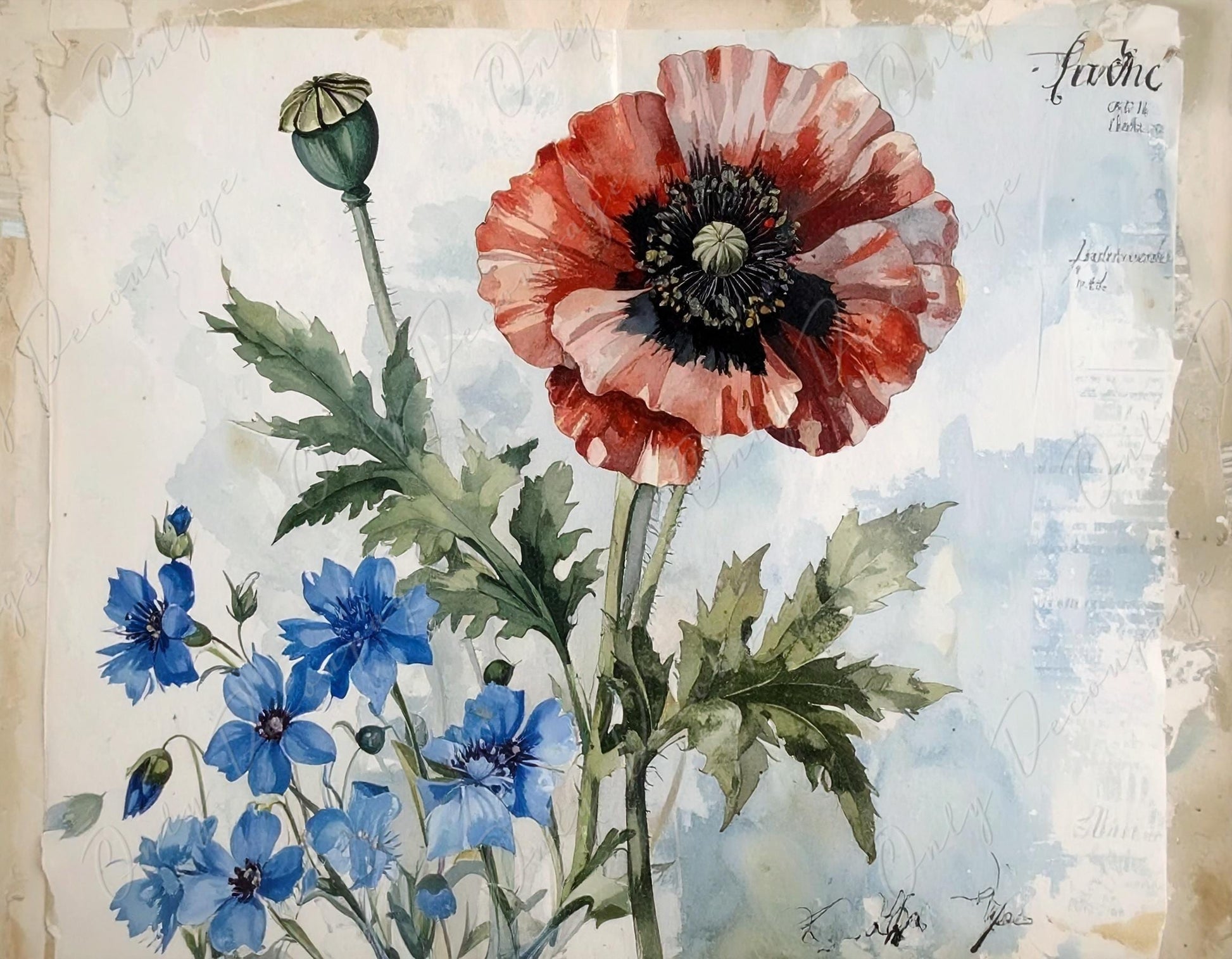 Botanical Art - 7 Size Options - Large Decoupage Paper for Furniture - Red Poppy - Blue Flowers