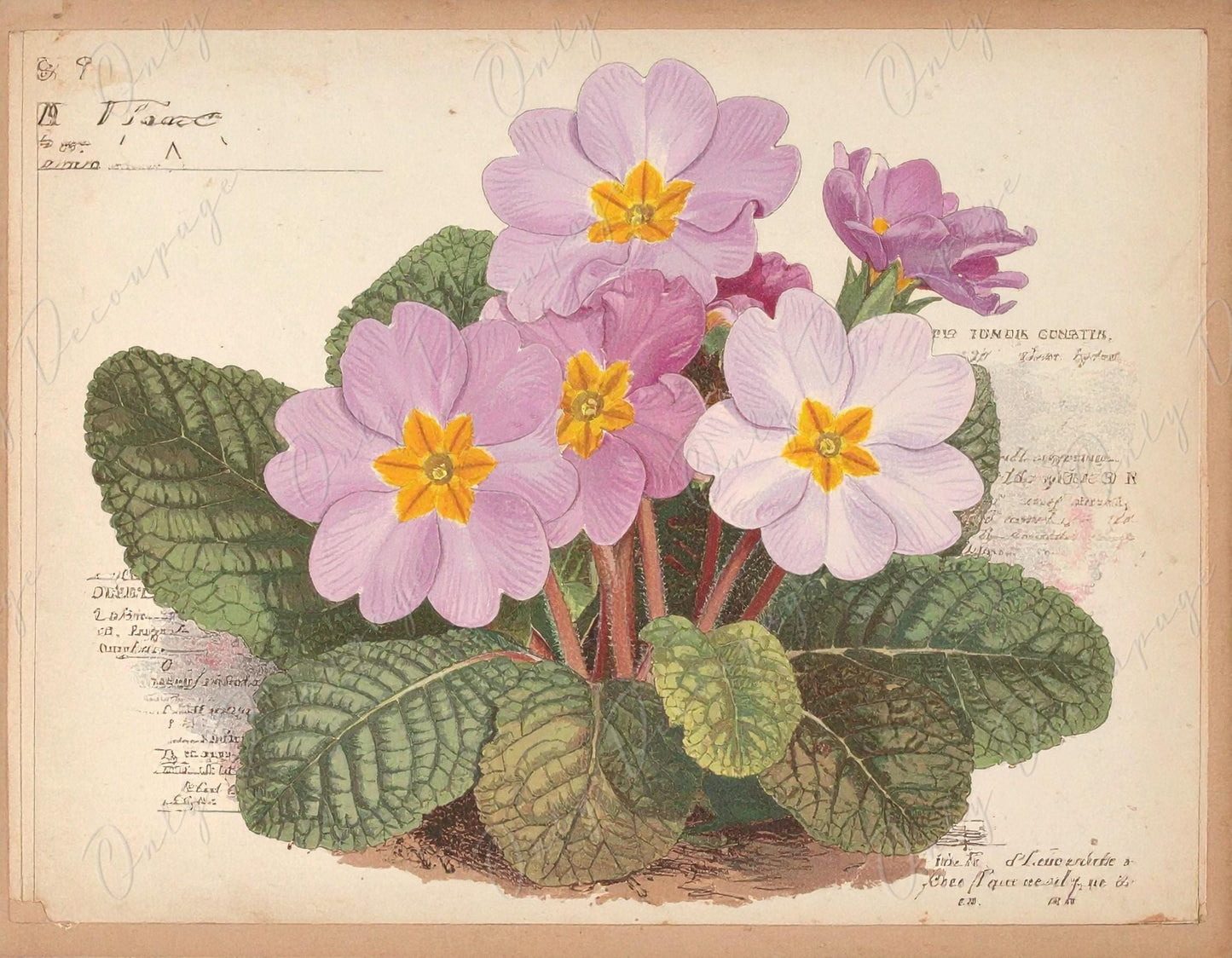 Botanical Art - 7 Size Options - Large Decoupage Paper for Furniture - Bouquet of Primrose