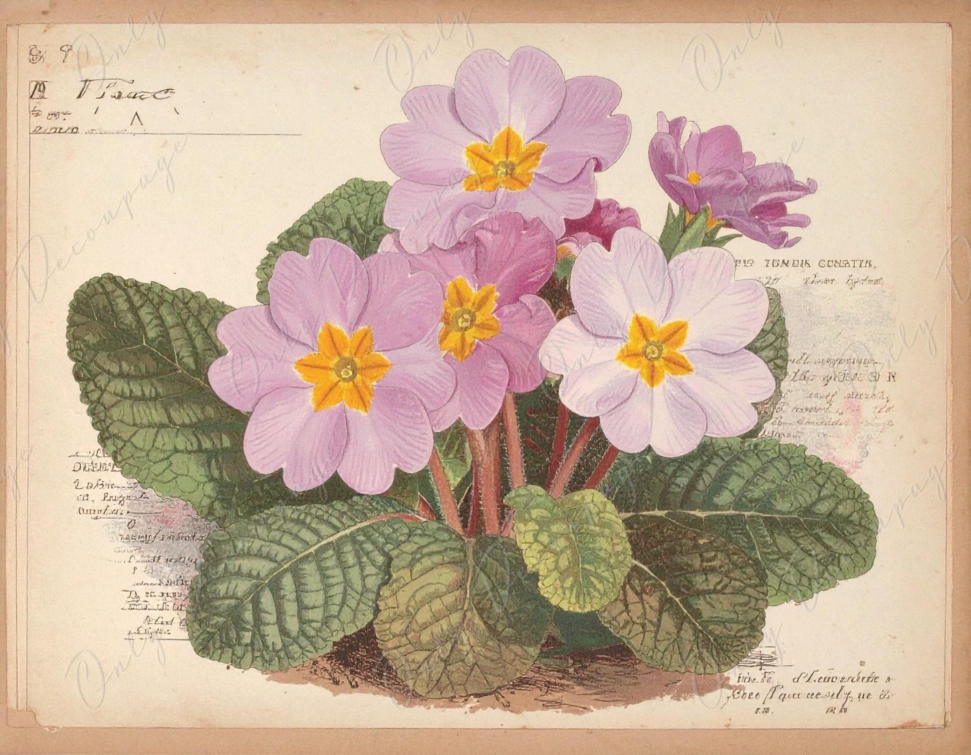 Botanical Art - 7 Size Options - Large Decoupage Paper for Furniture - Bouquet of Primrose
