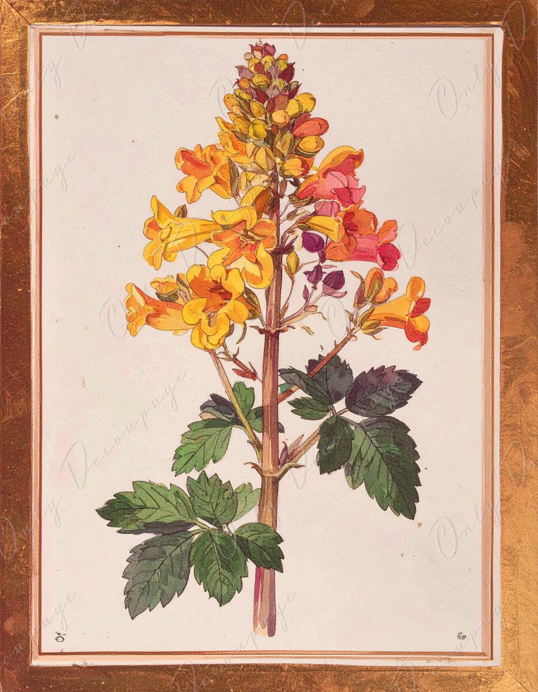 Watercolor Botanical Art - 7 Size Options - Large Decoupage Paper for Furniture - Antique Floral Illustration