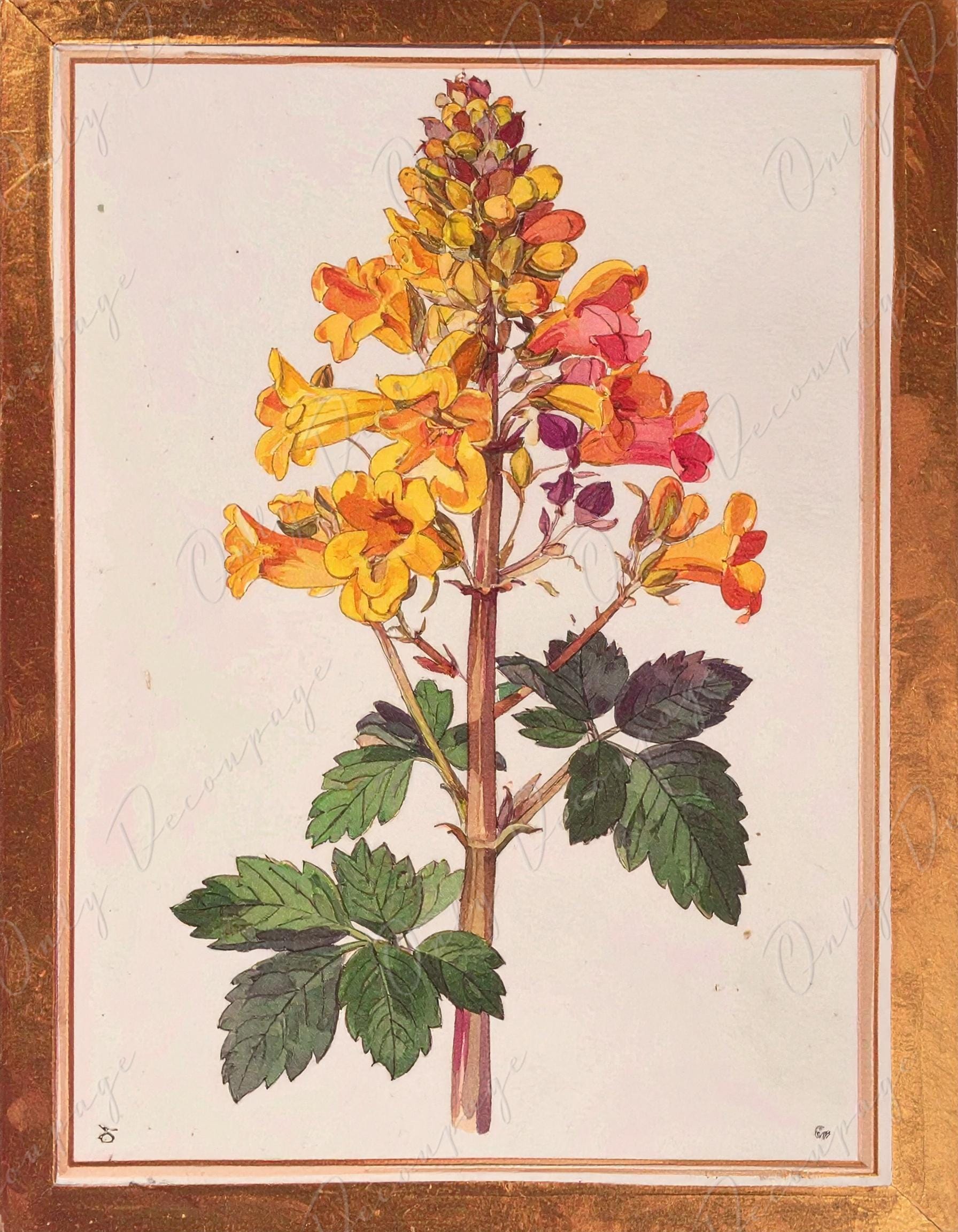 Watercolor Botanical Art - 7 Size Options - Large Decoupage Paper for Furniture - Antique Floral Illustration