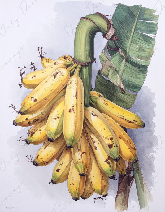 Botanical Art - 7 Size Options - Large Decoupage Paper for Furniture - Floral Decoupage - Tropical Fruit - Bananas