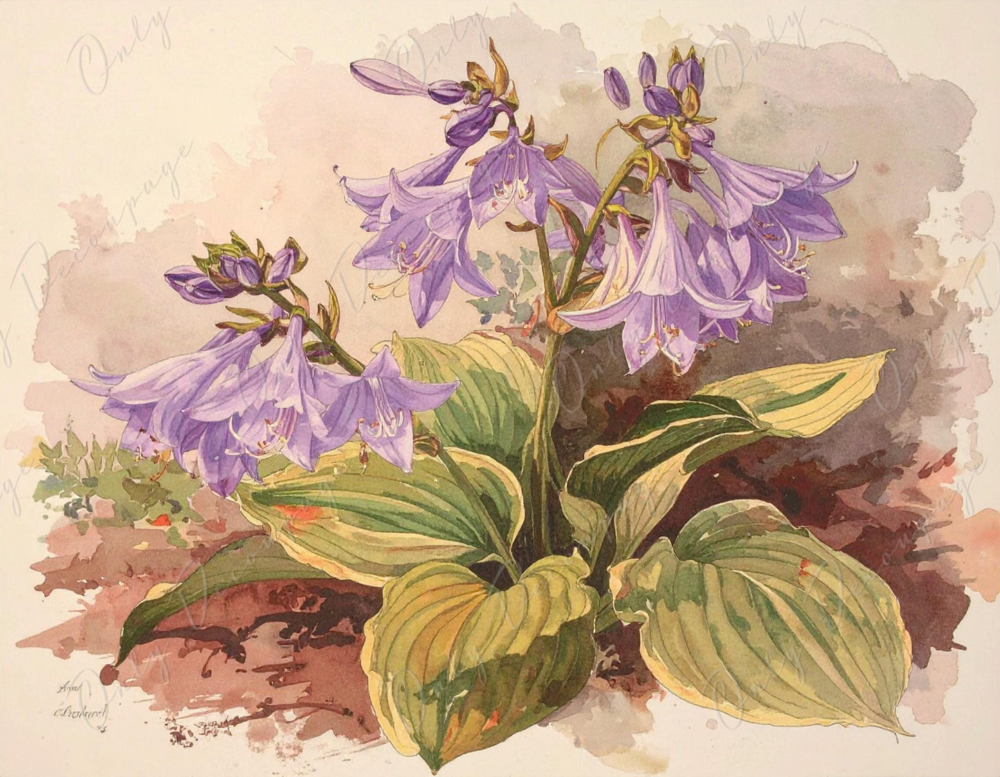 Botanical Art - 7 Size Options - Large Decoupage Paper for Furniture - Floral Decoupage - Purple Hosta