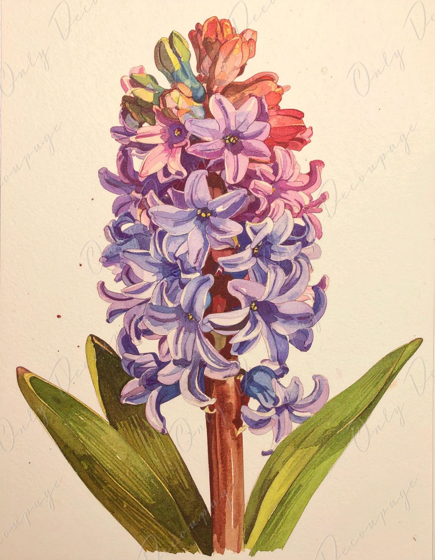 Decoupage Paper for Furniture - 7 Size Options - Botanical Art - Floral Decoupage - Blue Purple Hyacinth
