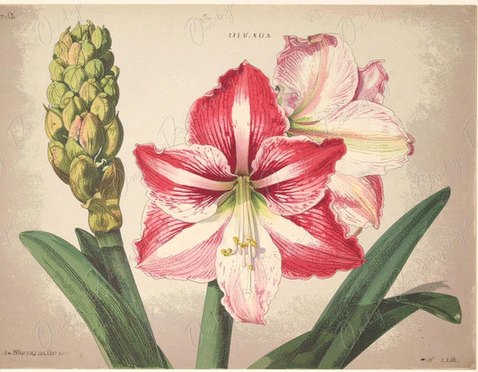 Amaryllis - Decoupage Paper for Furniture - 7 Size Options - Botanical Art