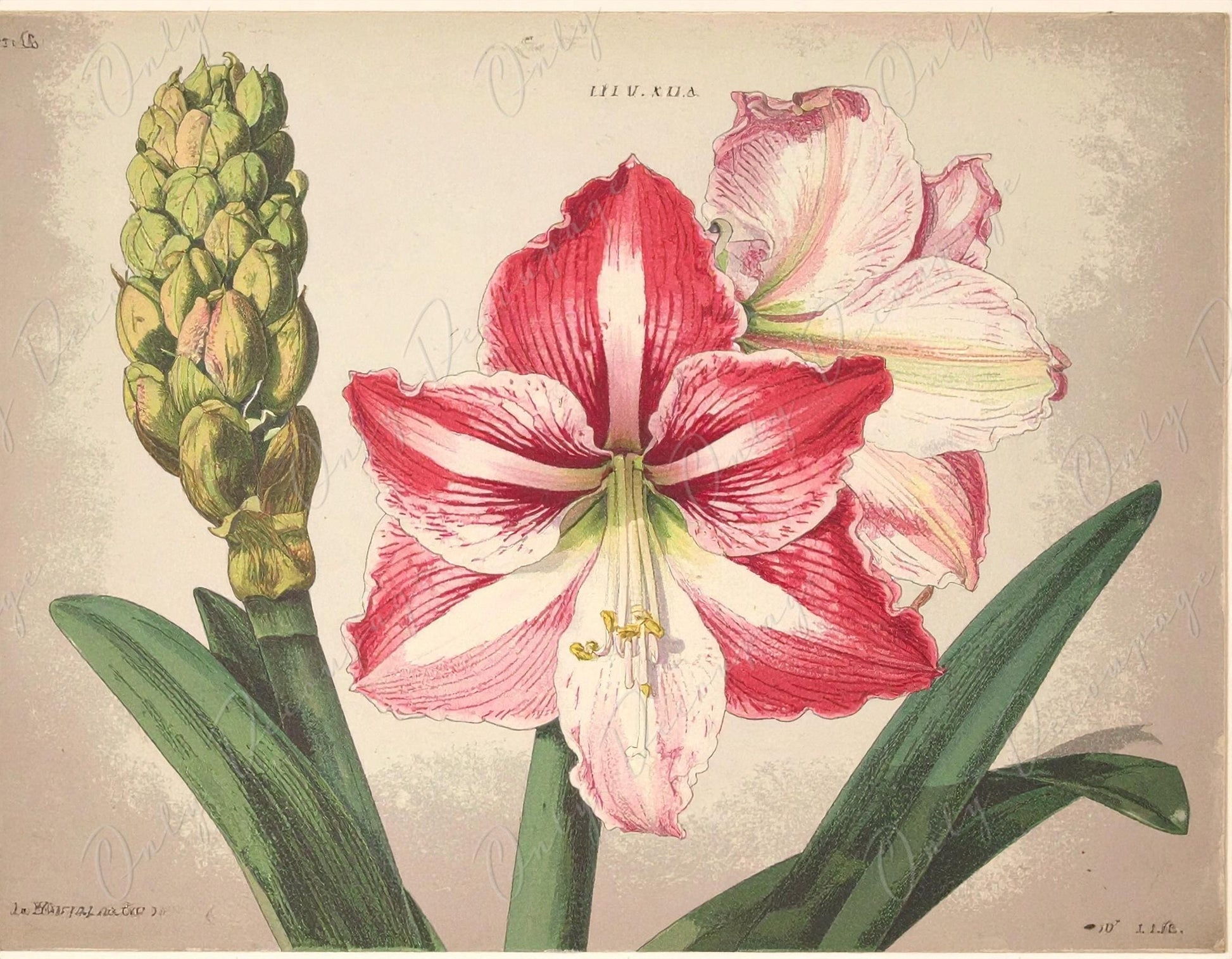 Amaryllis - Decoupage Paper for Furniture - 7 Size Options - Botanical Art