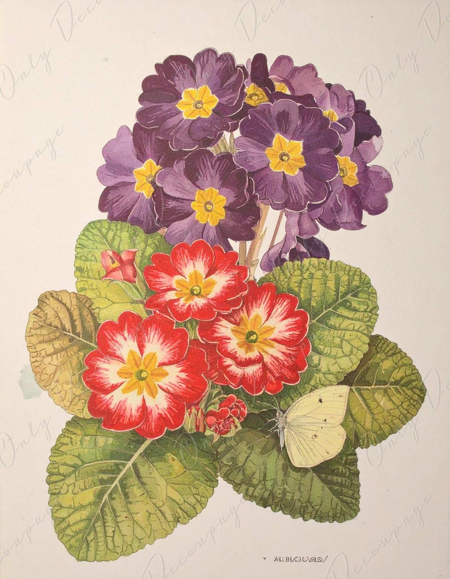 Primula Auricula - Decoupage Paper for Furniture - 7 Size Options - Botanical Art