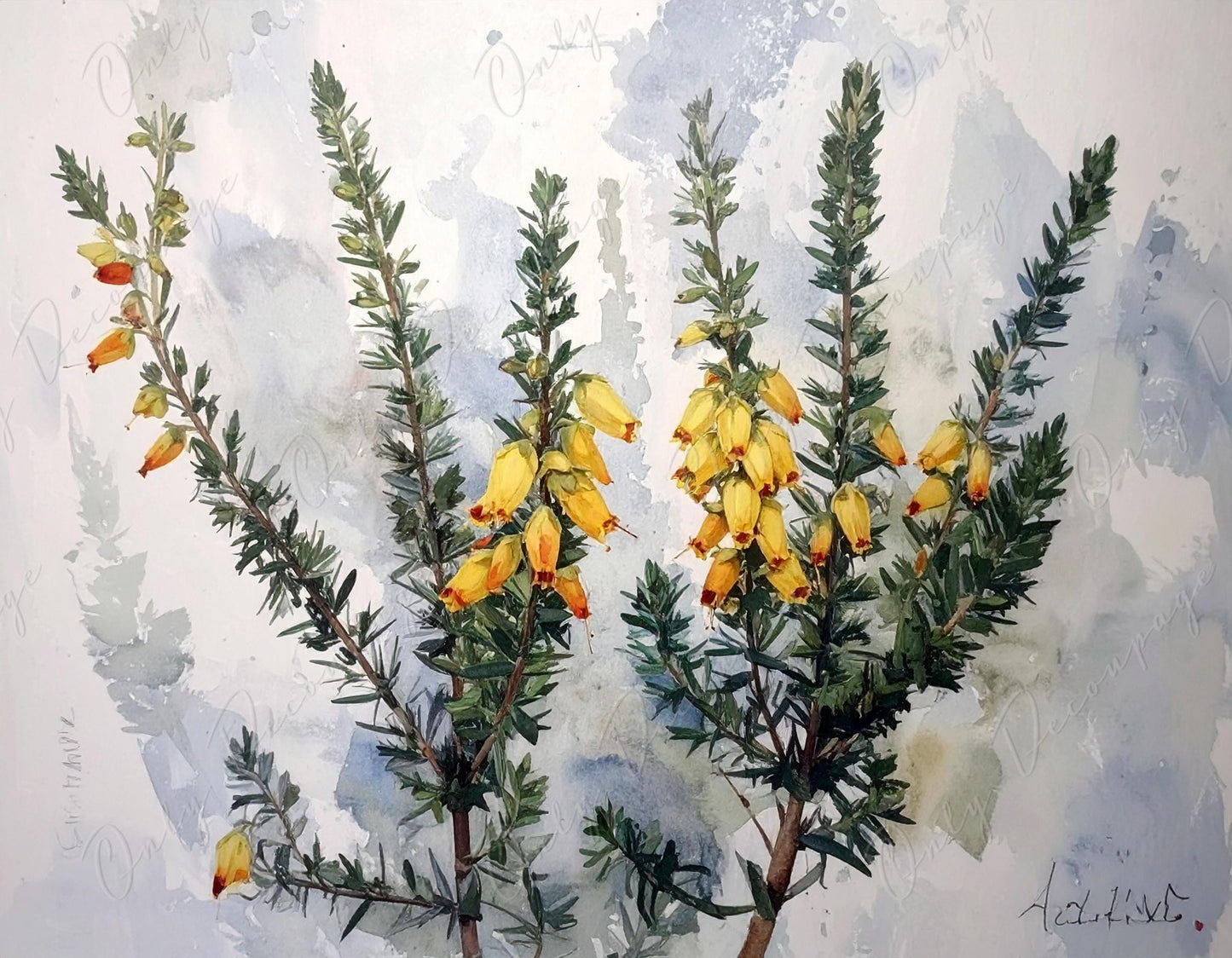 Epacris Longiflora - Decoupage Paper for Furniture - 7 Size Options - Botanical Art