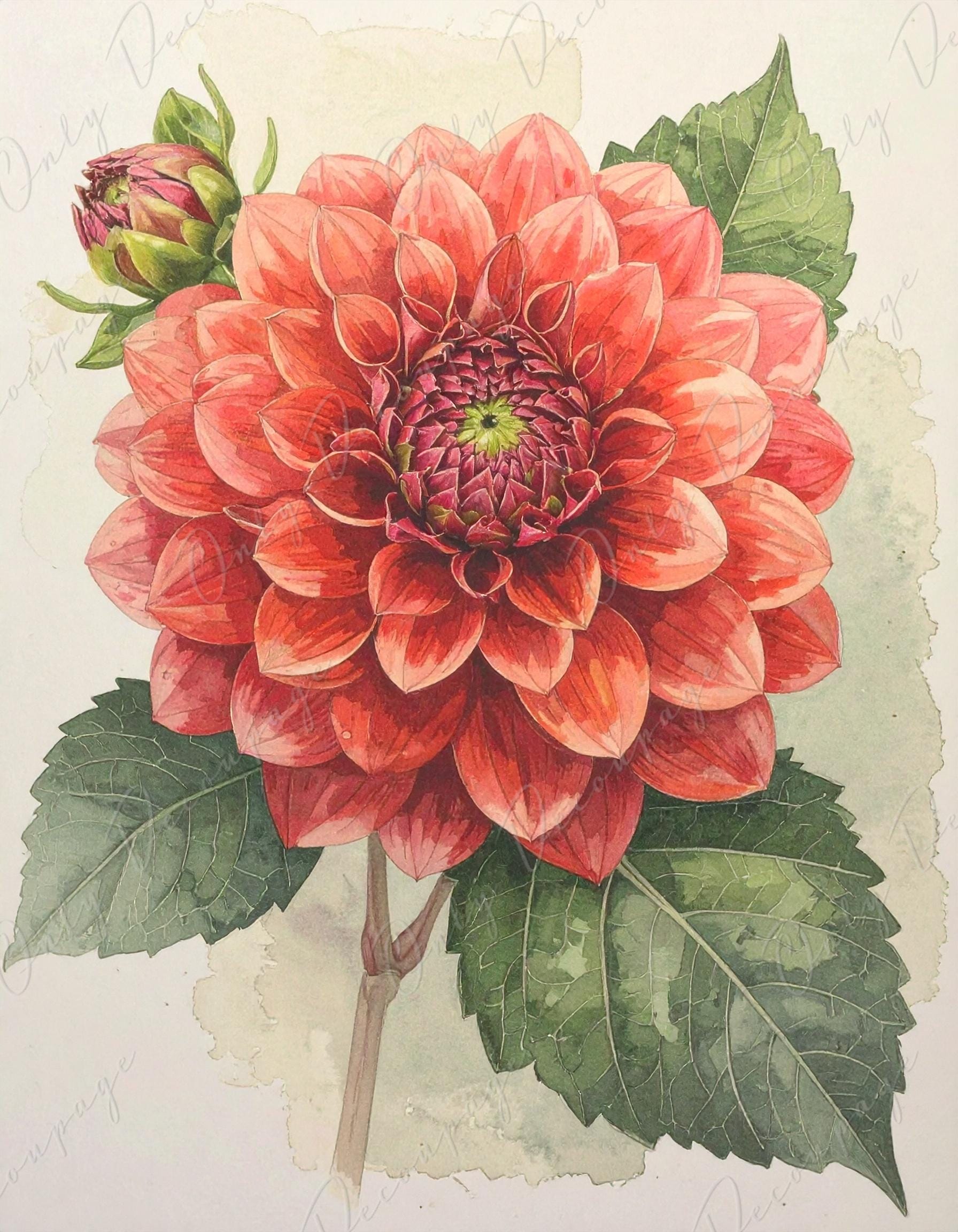 Red Dahlia - Decoupage Paper for Furniture - 7 Size Options - Botanical Art