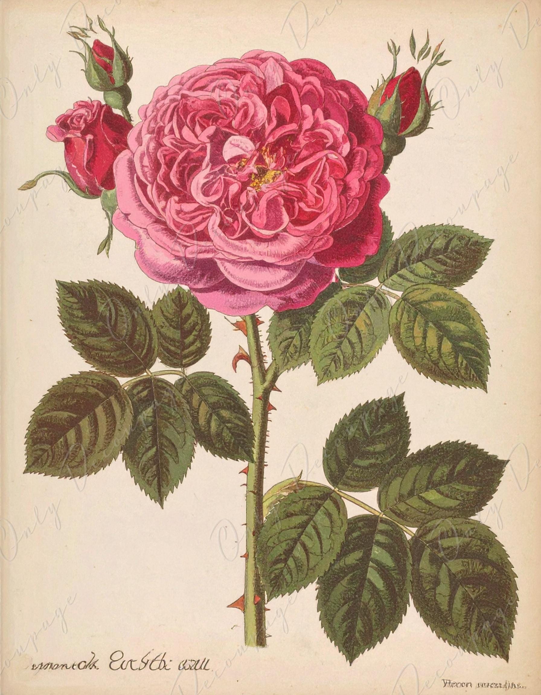 Rosa Gallica Regalis - Decoupage Paper for Furniture - 7 Size Options - Botanical Art