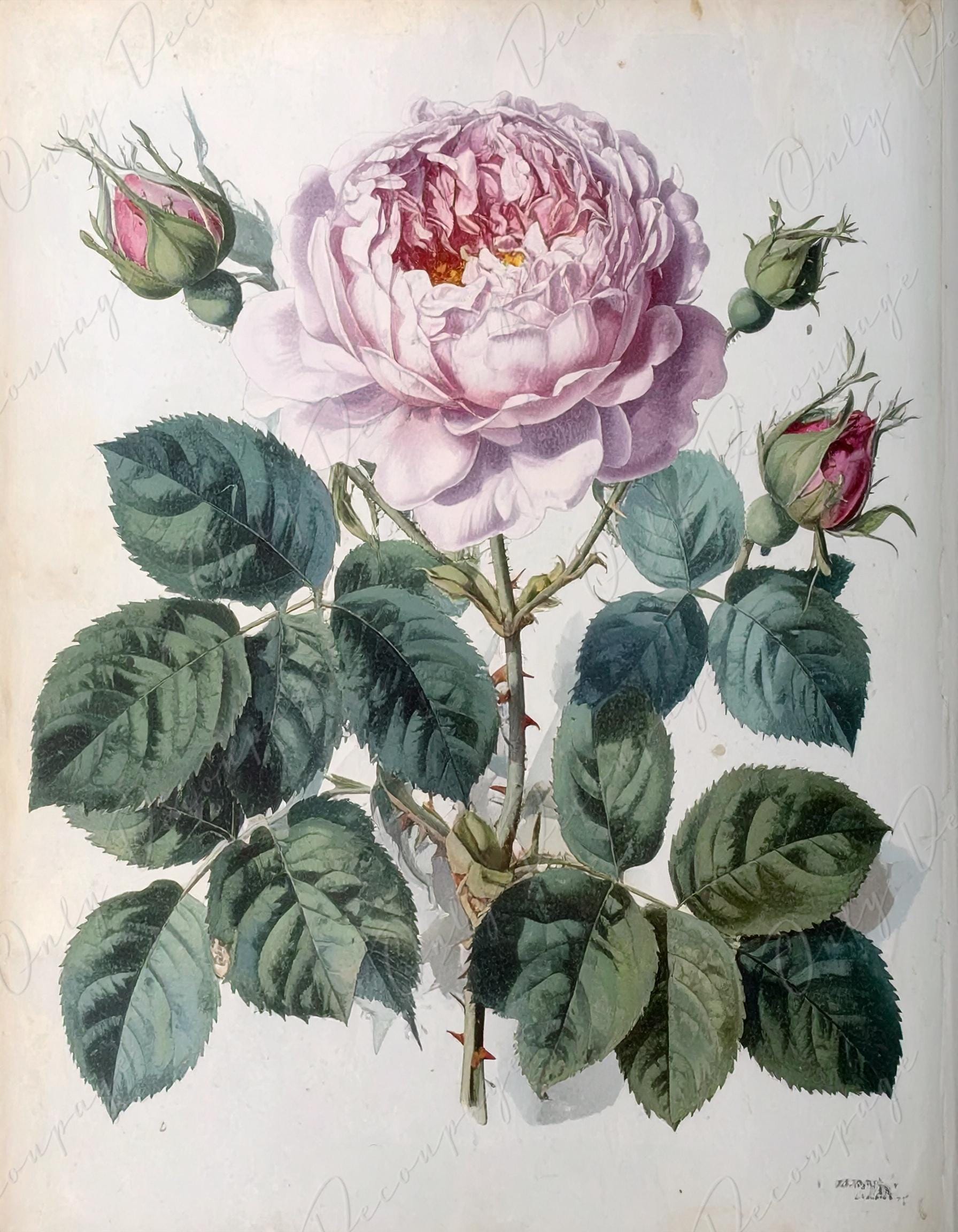 Rosa Gallica Regalis - Decoupage Paper for Furniture - 7 Size Options - Botanical Art