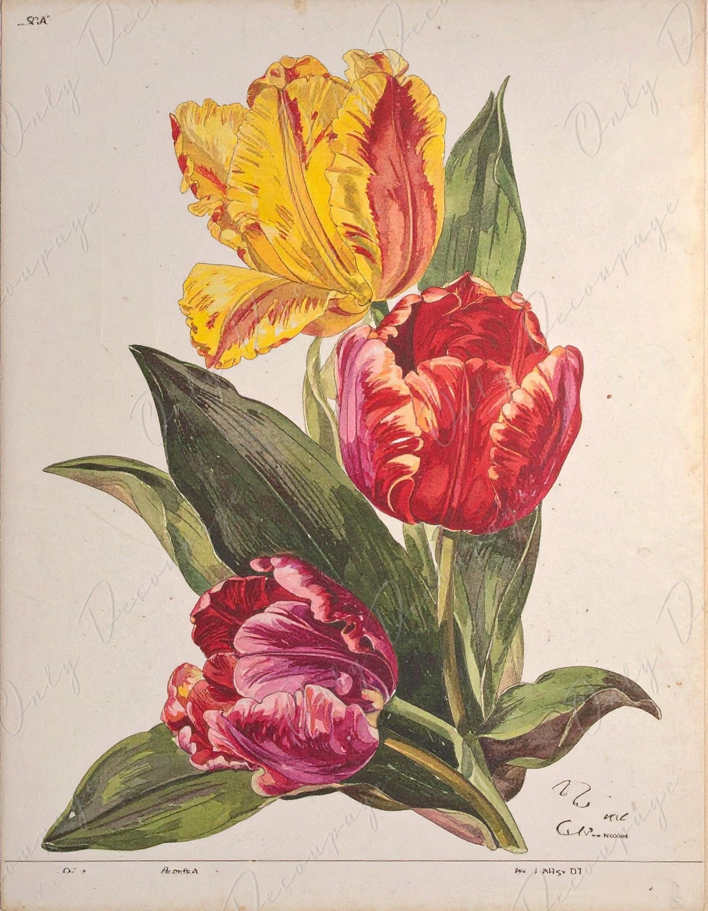 Decoupage Paper for Furniture - 7 Size Options - Botanical Art - Floral Decoupage