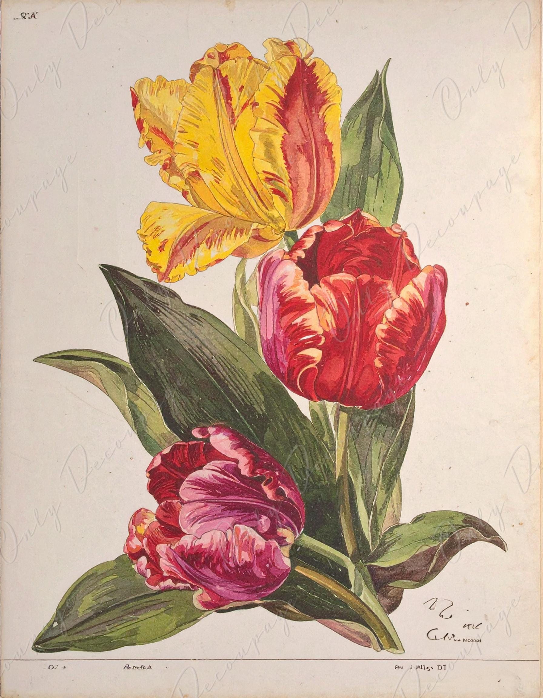 Decoupage Paper for Furniture - 7 Size Options - Botanical Art - Floral Decoupage