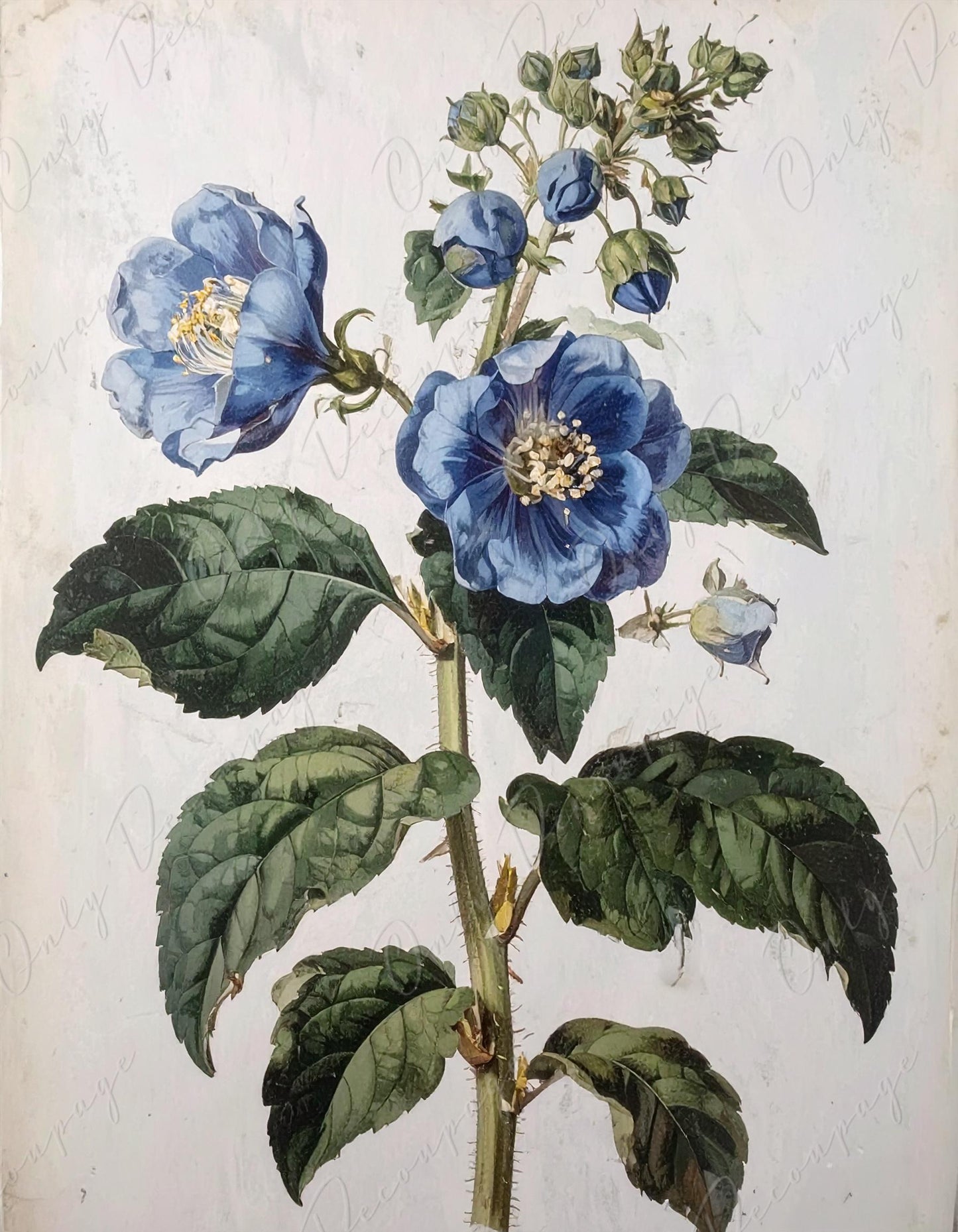 Decoupage Paper for Furniture - 7 Size Options - Botanical Art - Floral Decoupage