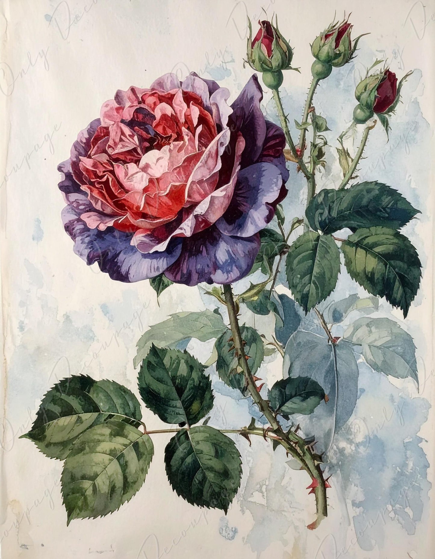 Rosa Gallica - Decoupage Paper for Furniture - 7 Size Options - Botanical Art