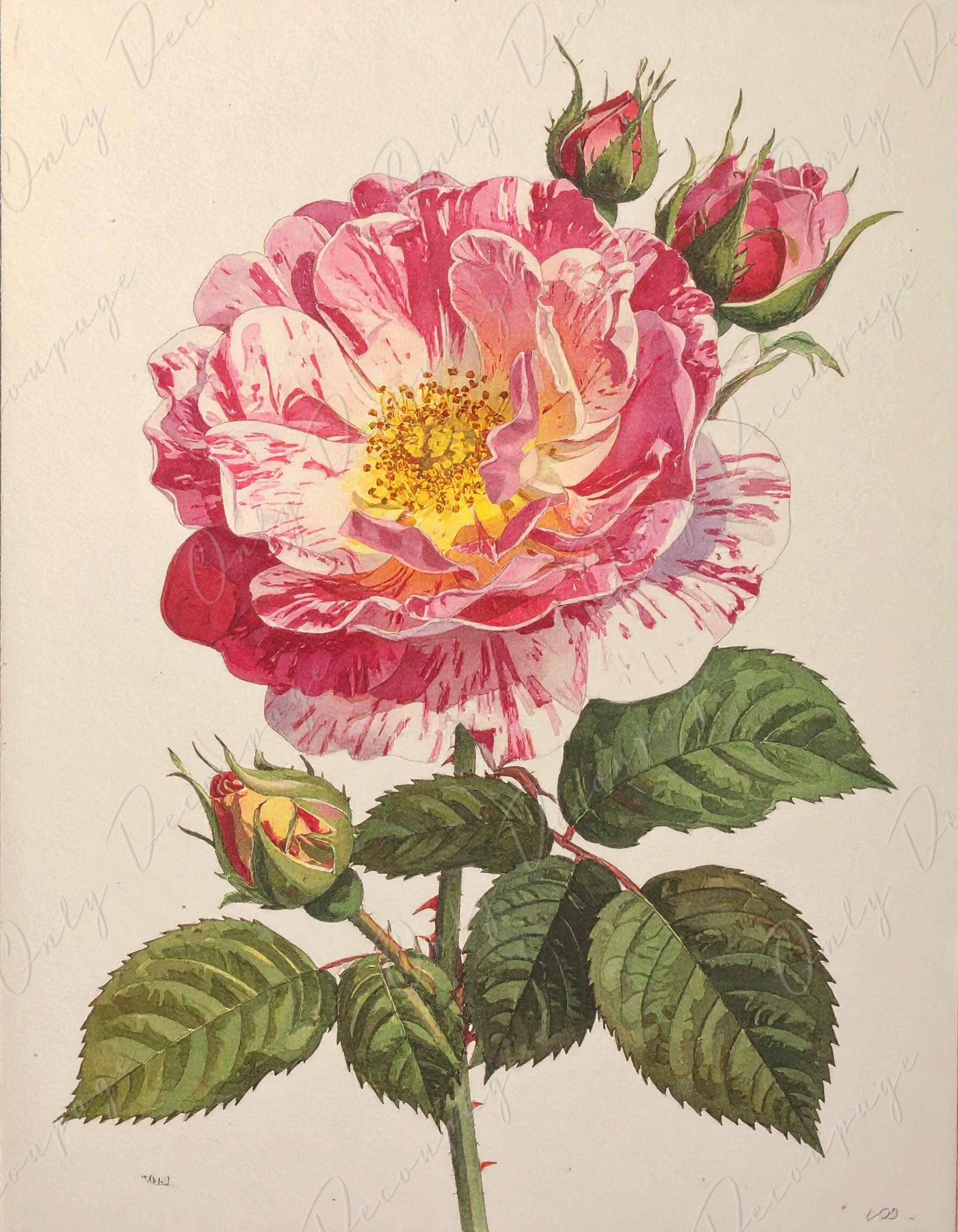 Rosa Gallica - Decoupage Paper for Furniture - 7 Size Options - Botanical Art