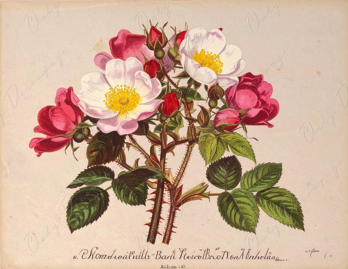 Rosa Pimpinellifolia - Decoupage Paper for Furniture - 7 Size Options - Botanical Art