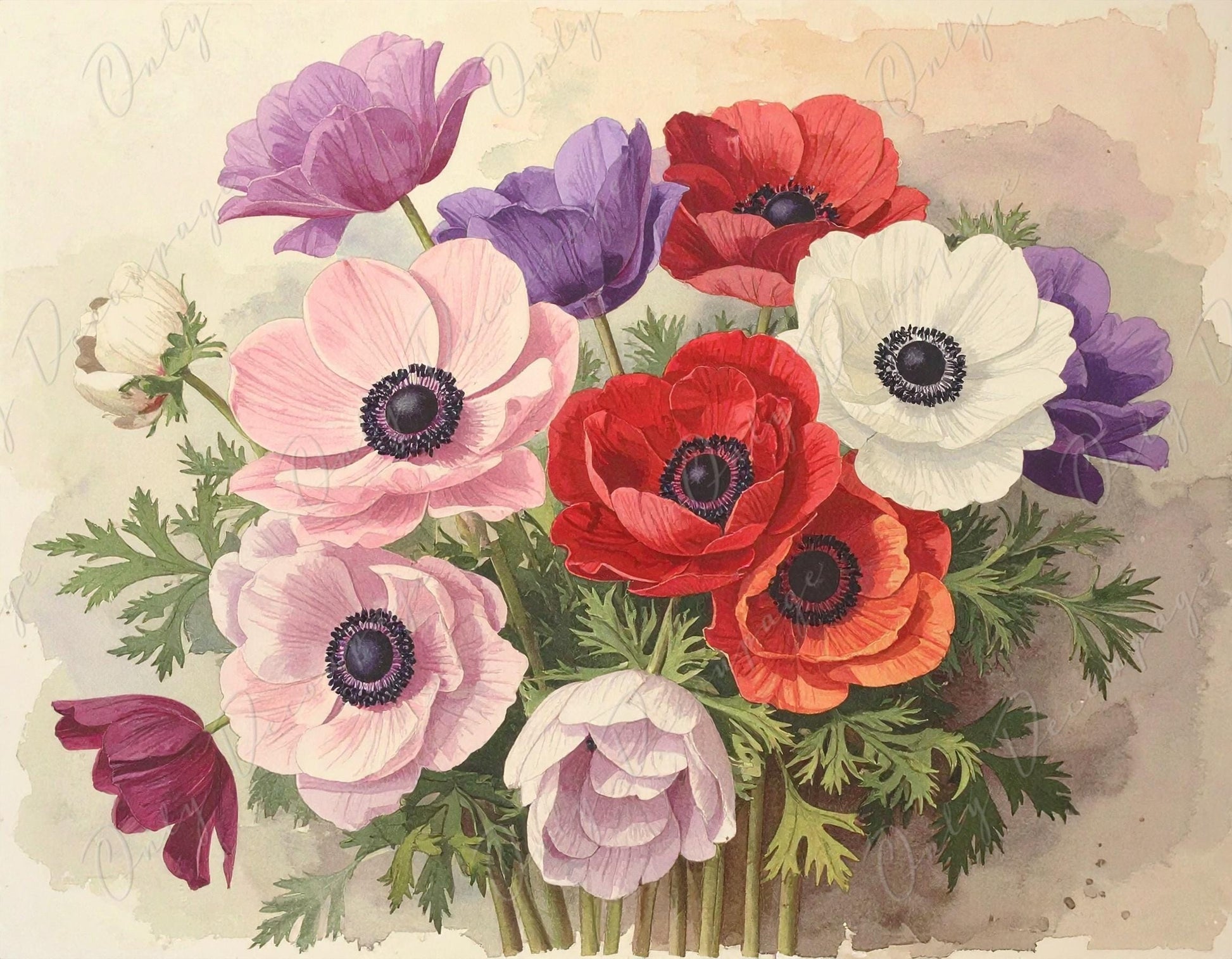 Anemone - Decoupage Paper for Furniture - 7 Size Options - Botanical Art - Watercolor