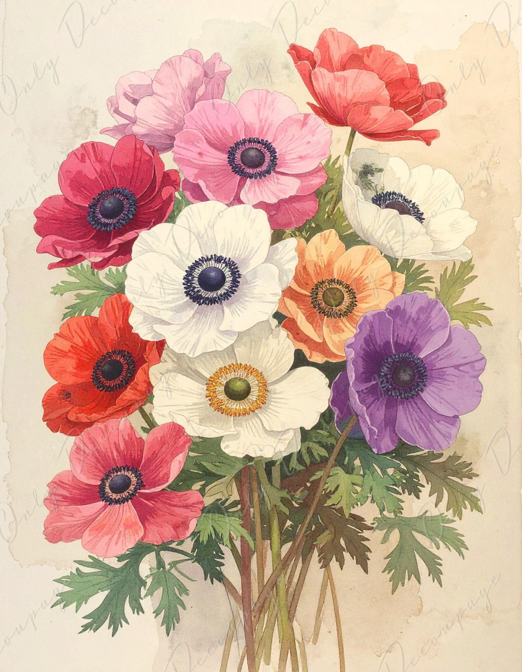Anemone - Decoupage Paper for Furniture - 7 Size Options - Botanical Art - Watercolor