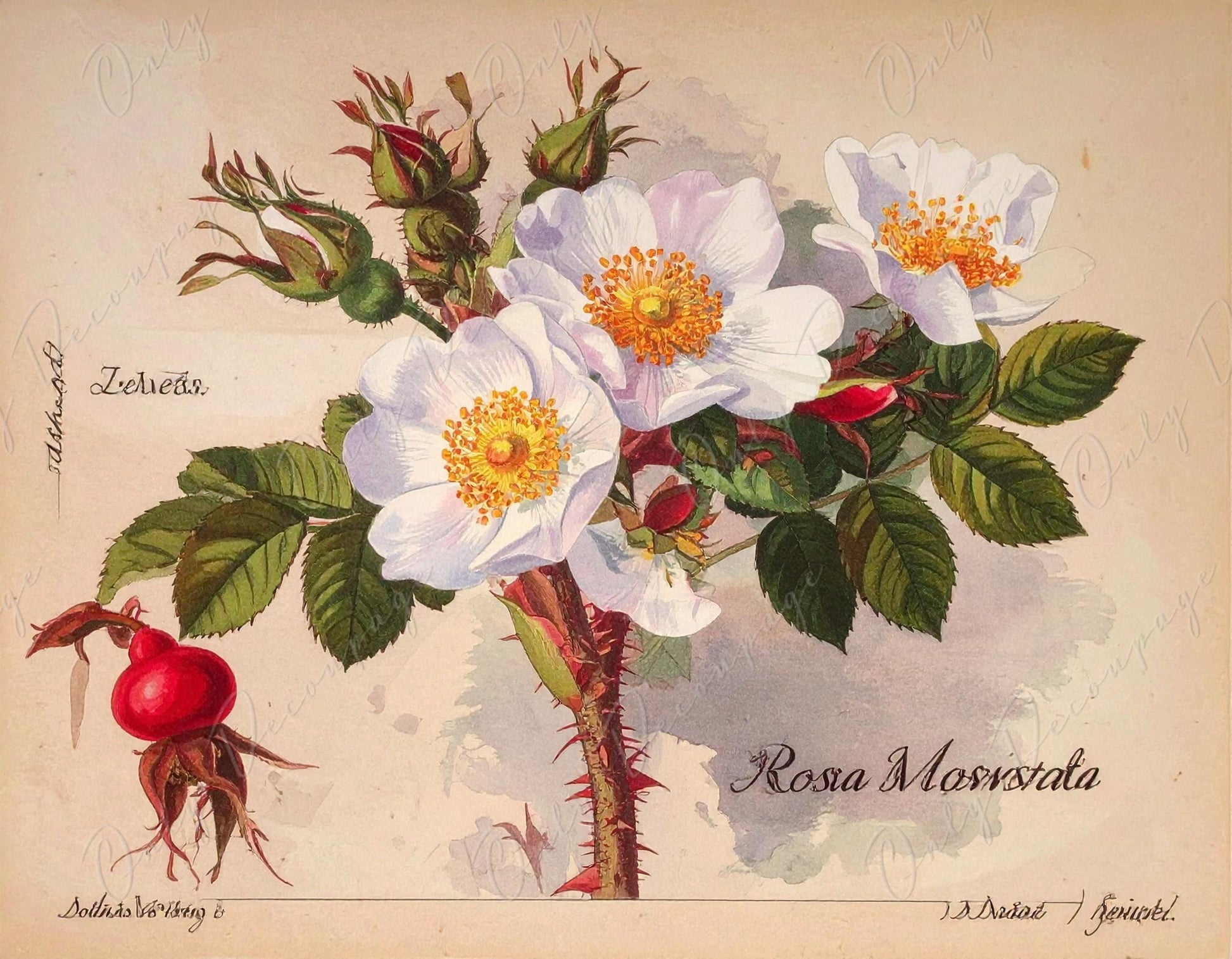 Rosa Moschata - Decoupage Paper for Furniture - 7 Size Options - Botanical Art