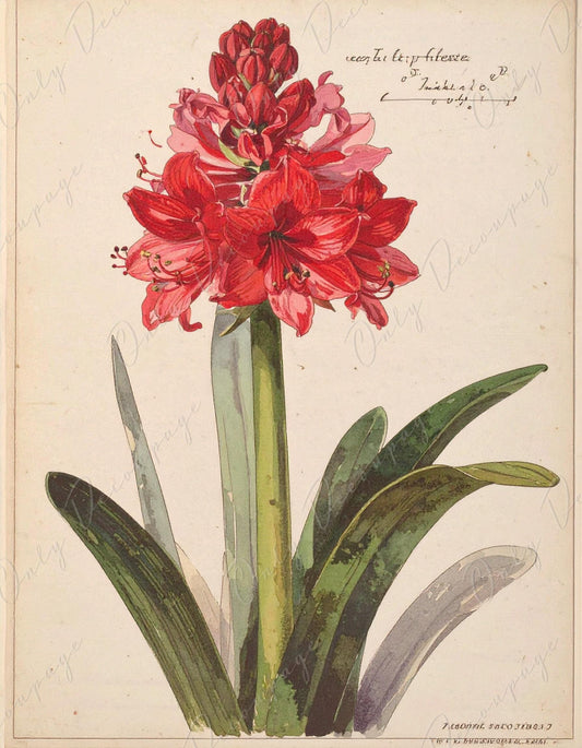 Amaryllis - Decoupage Paper for Furniture - 7 Size Options - Botanical Art