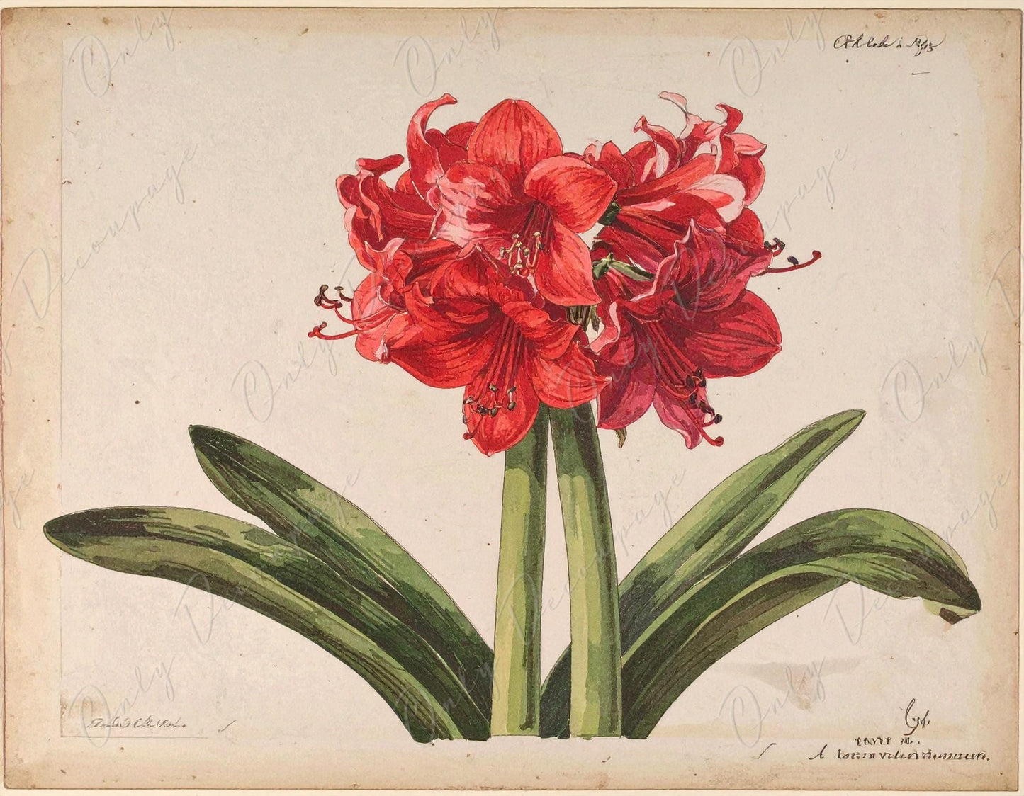 Decoupage Paper for Furniture - 7 Size Options - Botanical Art - Floral Decoupage