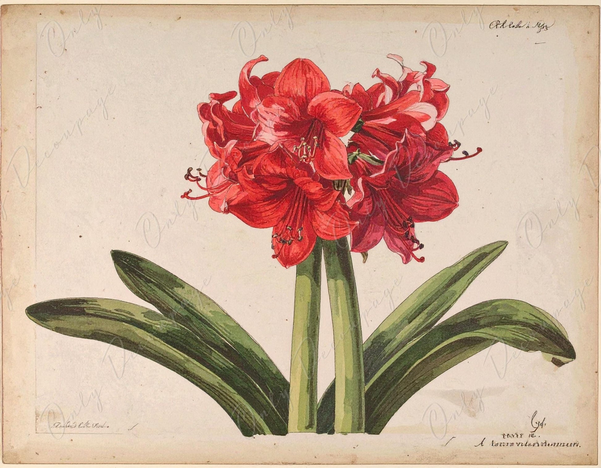 Decoupage Paper for Furniture - 7 Size Options - Botanical Art - Floral Decoupage